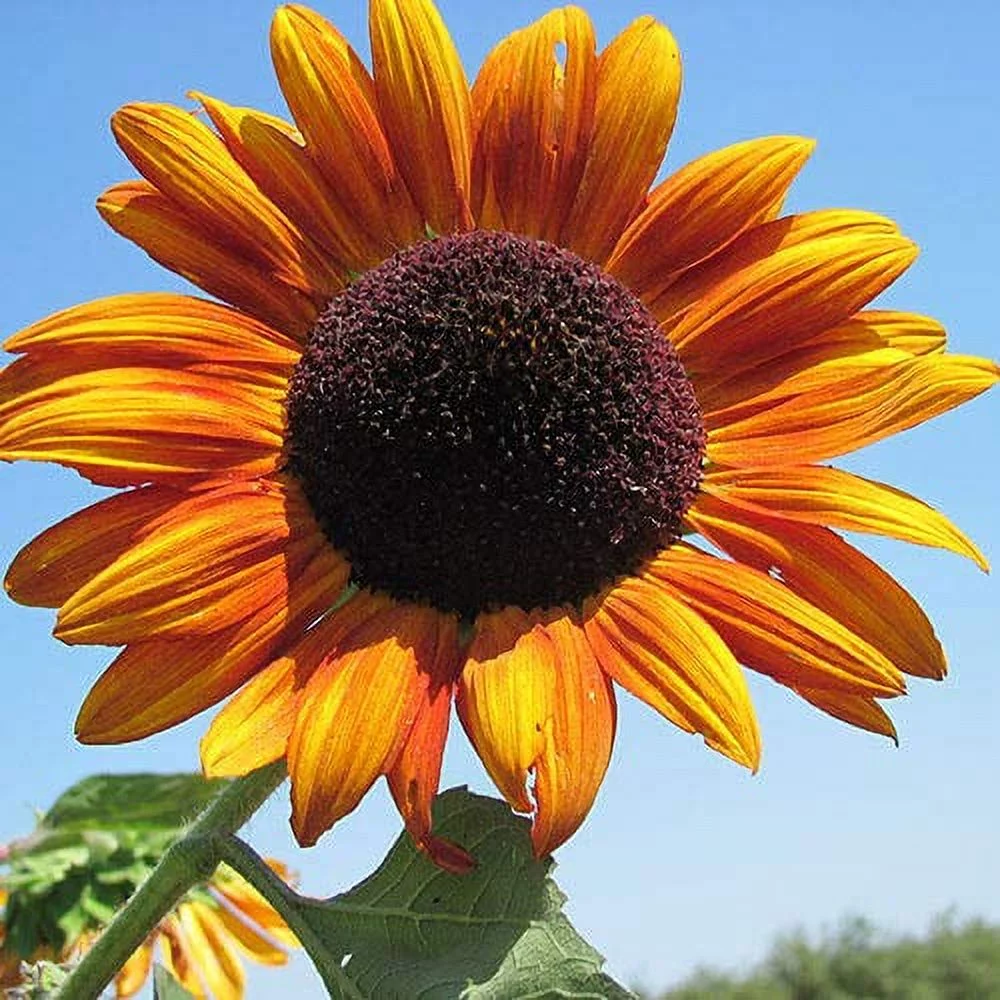 Autumn Beauty Sunflower, 150 Flower Seeds Per Packet