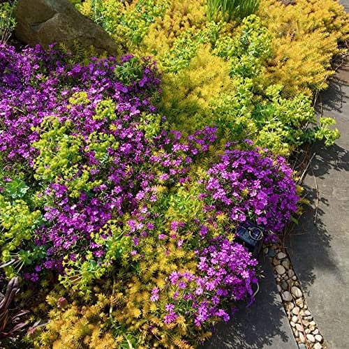 CHUXAY GARDEN Yellow Arabis-Rock Cress,Aurinia Saxatilis,Basket of Gold 100 Seeds Mulch The Lawn Striking Landscaping Plant