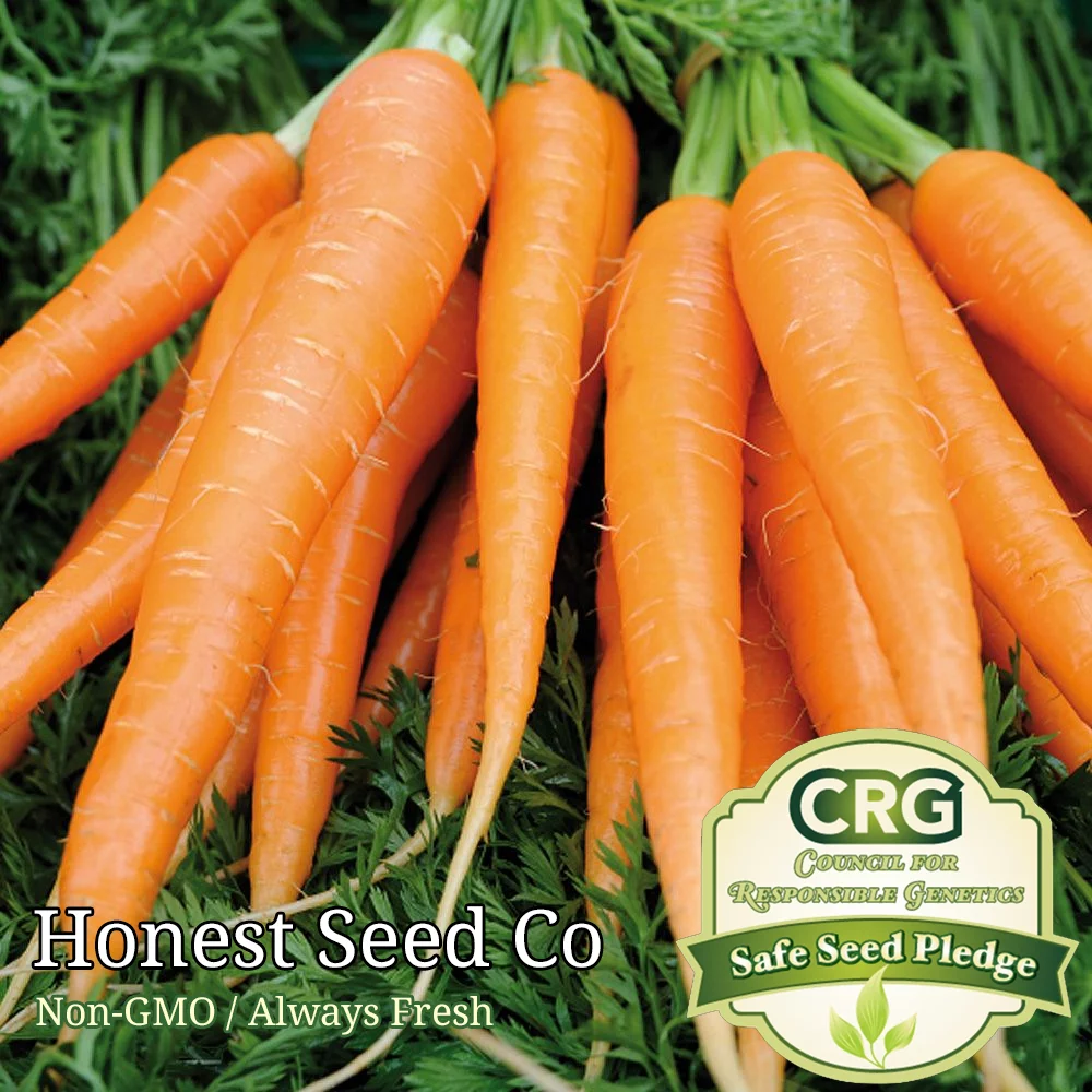 800+ Tendersweet Carrot Seeds - Non-GMO | Fresh Garden Seeds USA