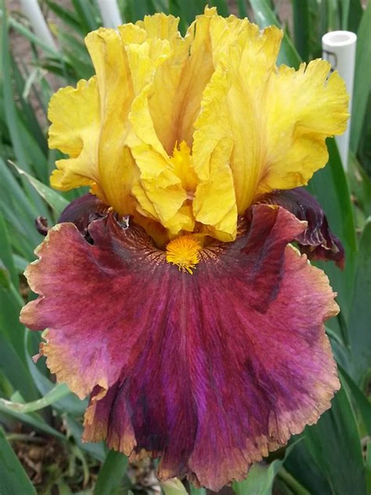Iris Bulbs, Iris Tubers, Cold And Drought Resistant, Easy For Gardeners To Grow,Iris Bulbs For Planting, Iris Plants Bulbs,Iris Rhizomes, Iris Bulbs Perennial Reblooming Bearded, Beautify Environment,