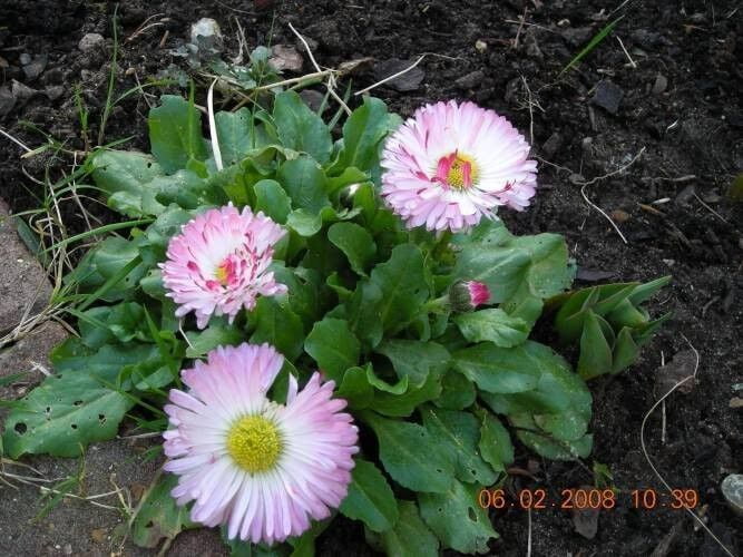 100 STRAWBERRIES & CREAM ENGLISH DAISY Bellis Perennis Flower Seeds *Comb S/H