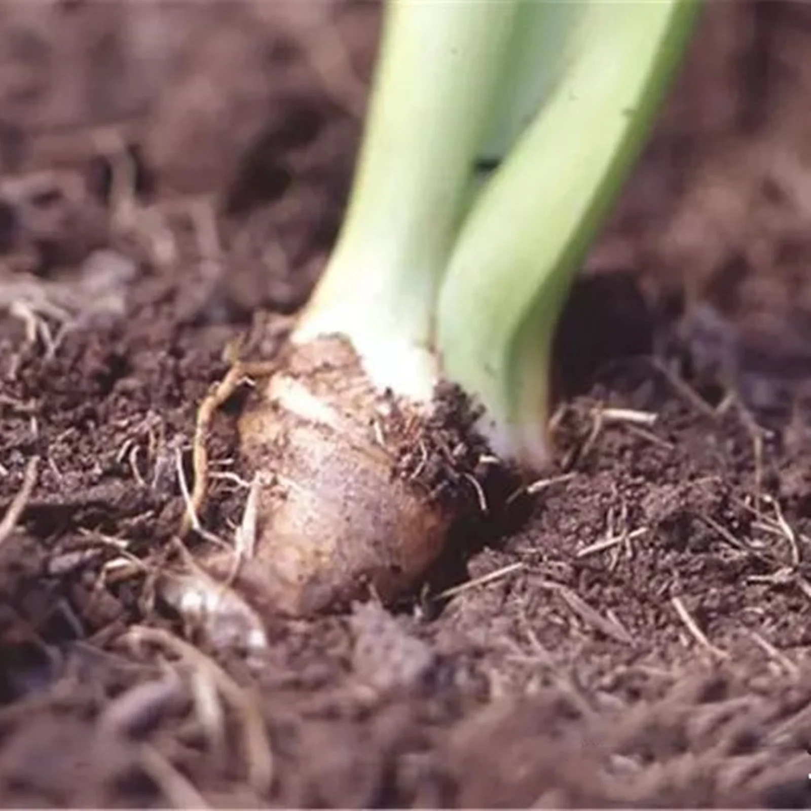 Bearded iris bulbs   Siberian iris bulbs     Iris bulbs     Iris bulbs for planting