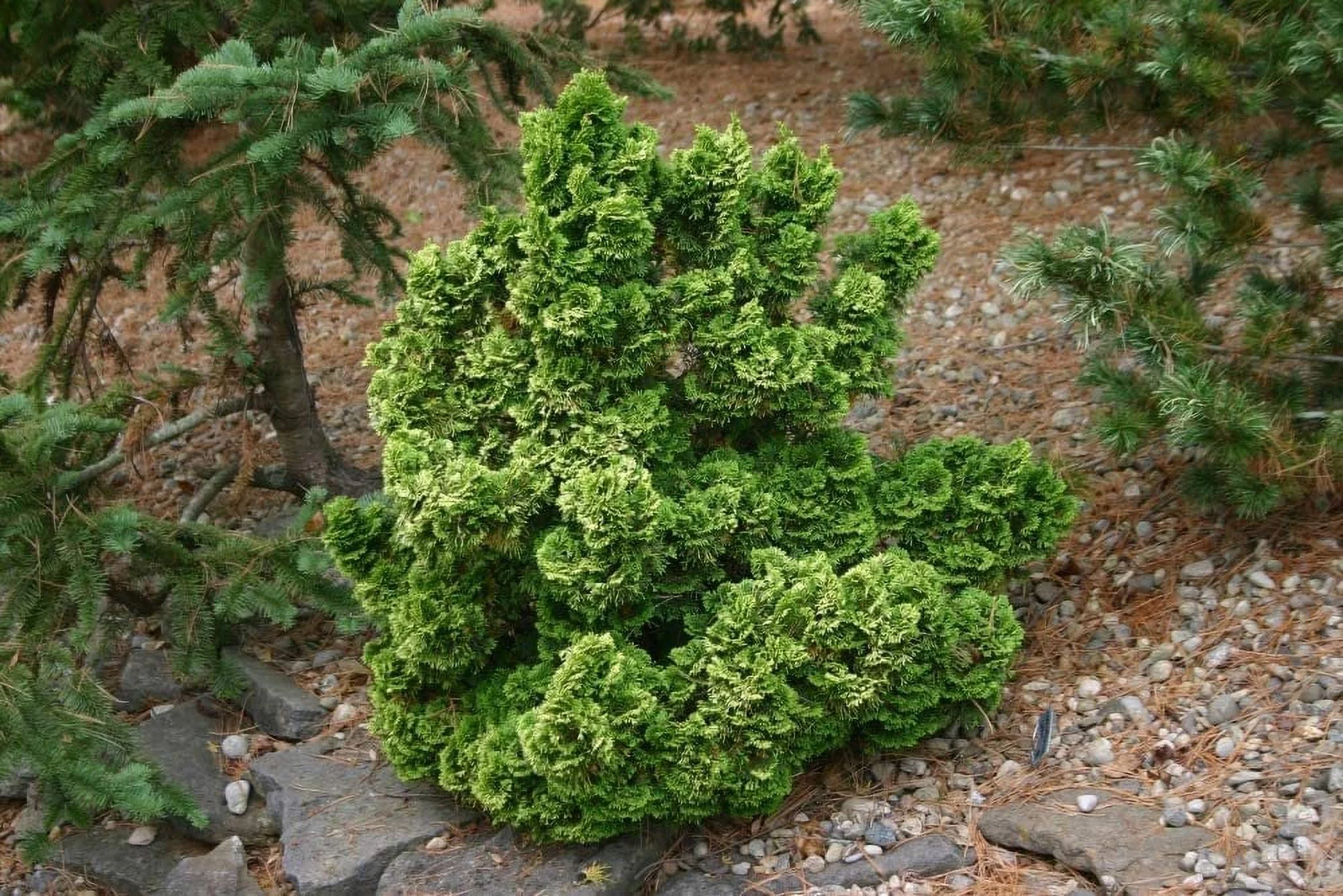 Dwarf Hinoki Cypress Shrub, Chamaecyparis Obtusa, Nana - False Cypress, 4 Inch Pot