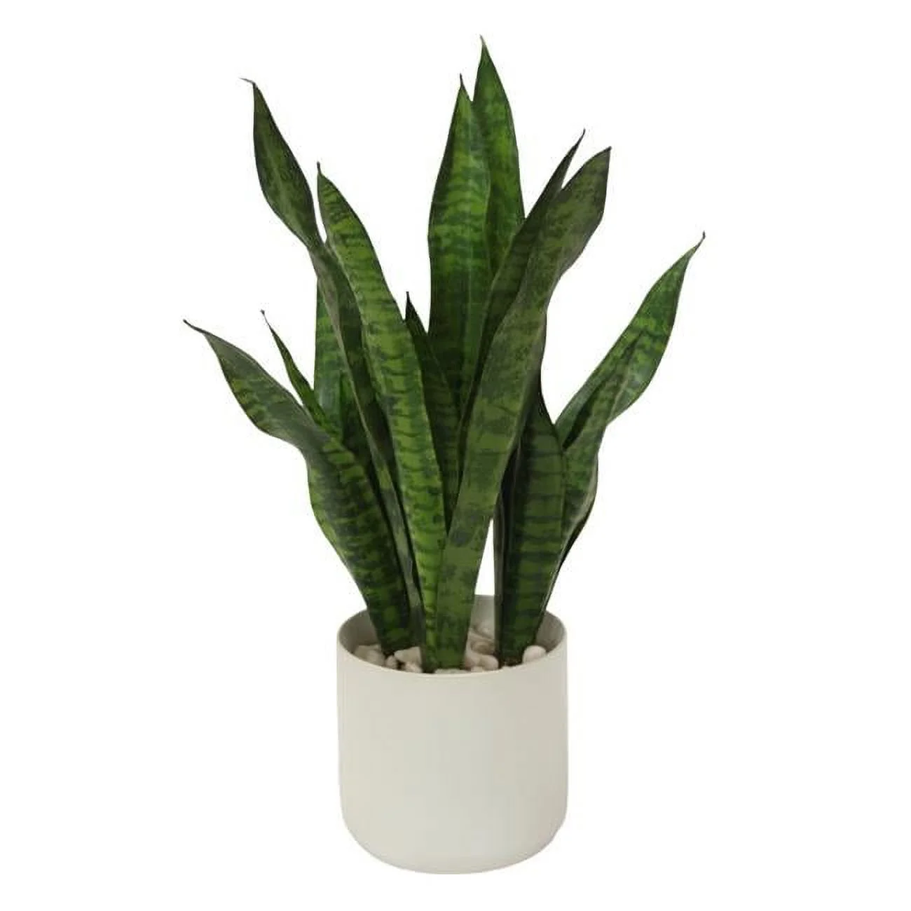 Unisex Sanseveria Plants in White Pot - Green