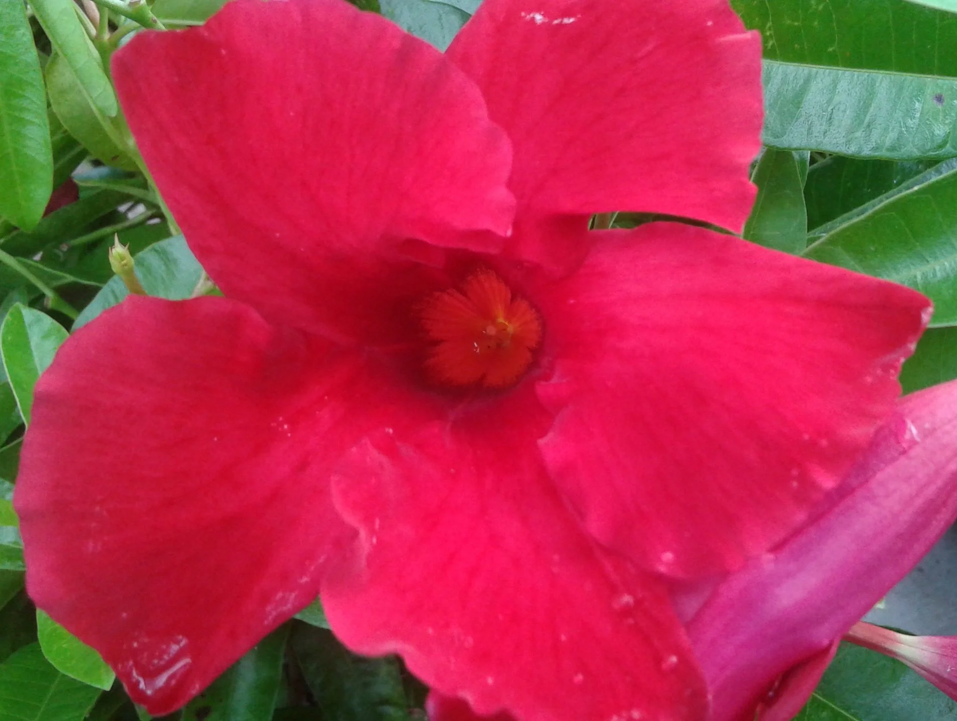 Mandevilla Giant Crimson 4 inch Pot
