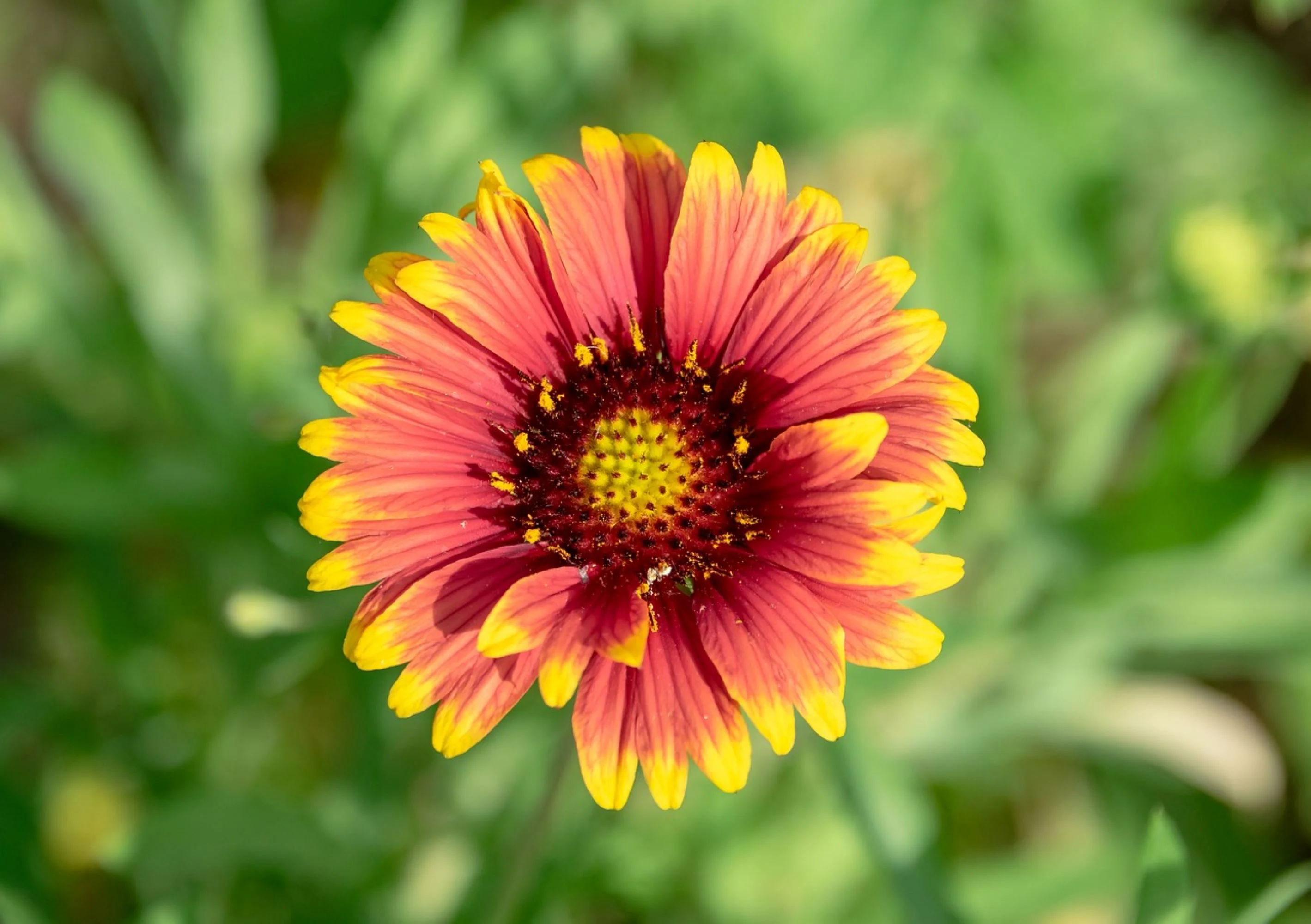 Indian Blanket Flower Seeds/ Perennial/ Full Sun/300 Seeds 1 Gram/ Zellajake Farm and Garden - B156