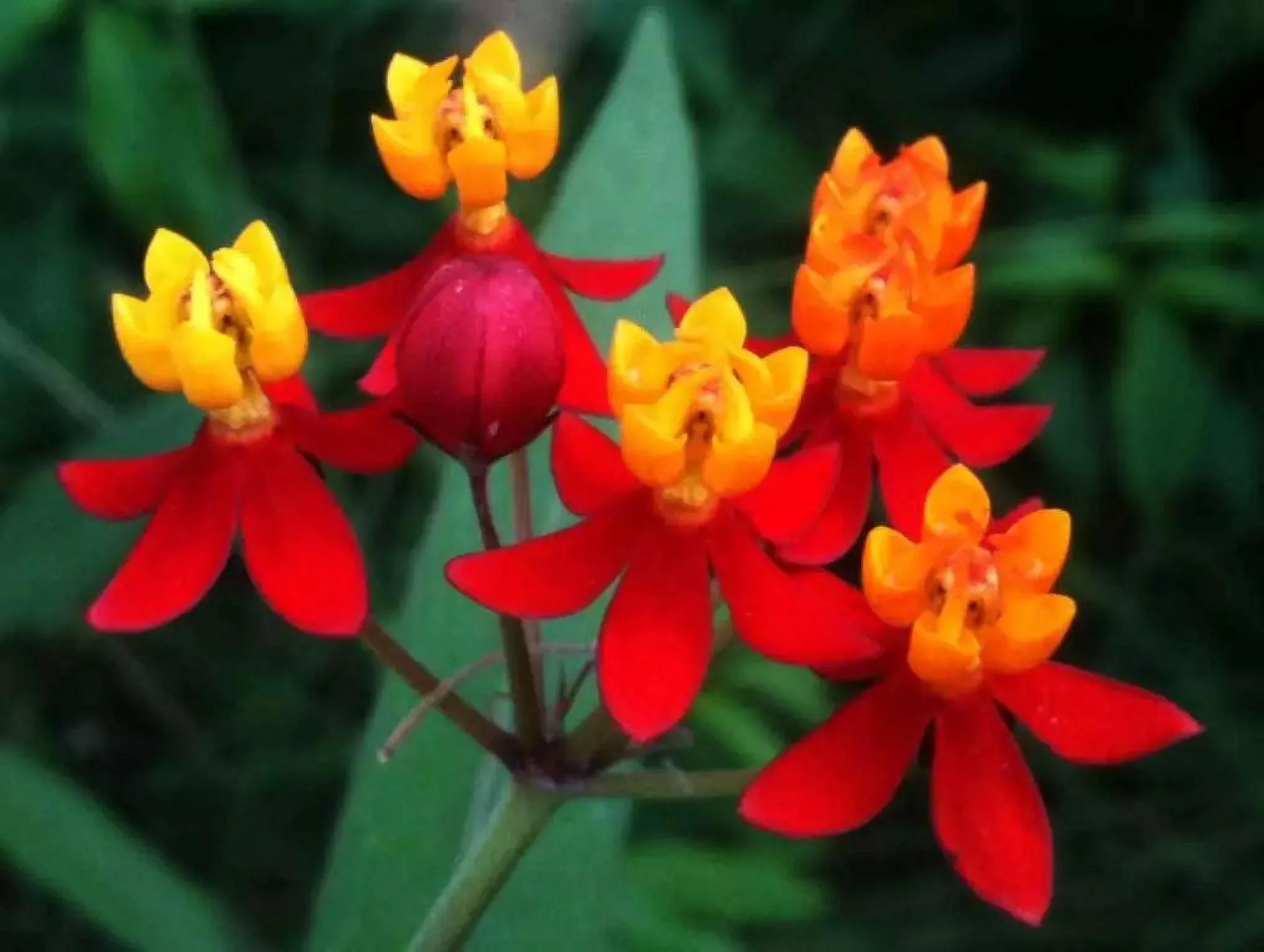 Asclepias curassavica | Blood Flower | 200-Seeds FREE SHIPPING