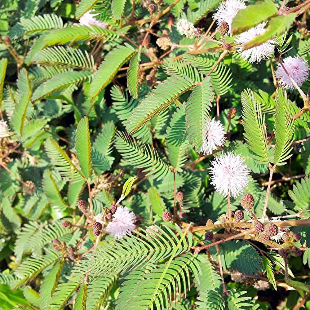 Mimosa Quadrivalvis Seeds Sensitive Briar Trailing or Creeping Perennial Vine Low Maintenance Attracts Pollinators Ground Covers 100Pcs Flower Seeds by YEGAOL Garden