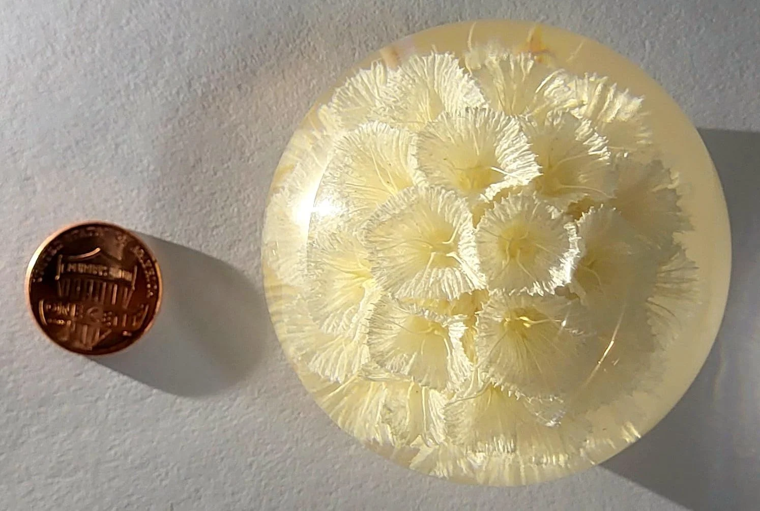 60mm Real White Windmill Fruit Starflower Flower Pincushion Seeds in Clear Lucite Resin Paperweight Ball Scabiosa Stellata Anniversary Wedding Valentine Mother's Day Gift Herbarium Display Collection