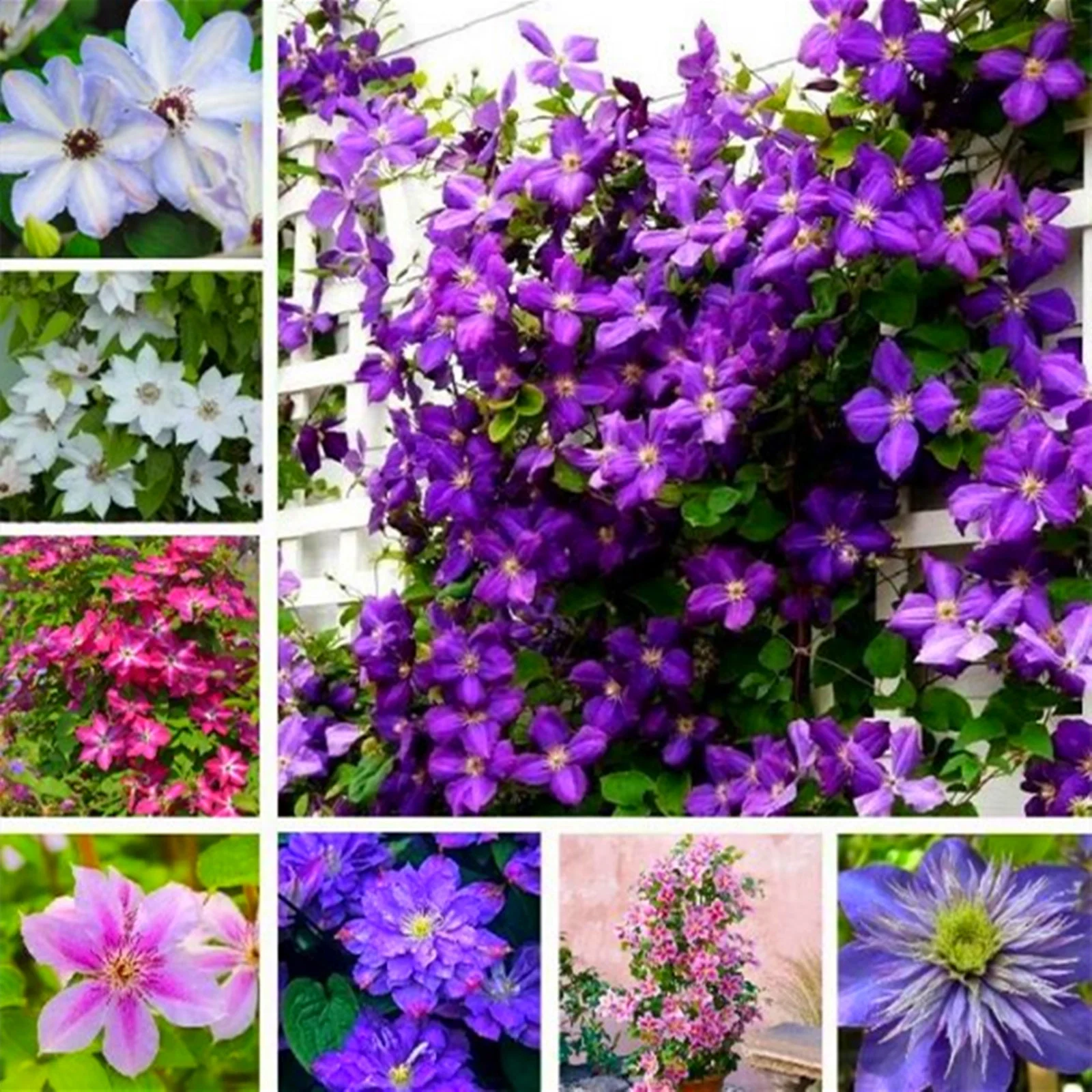 Clematis Bulbs, Climbers,Garden Flowers, Herbaceous Vines Gardening,Climbing Plants,  Four-Season Plants Brightly Colored Flowers, Drought Tolerant,Clematis Bulbs For Sale
