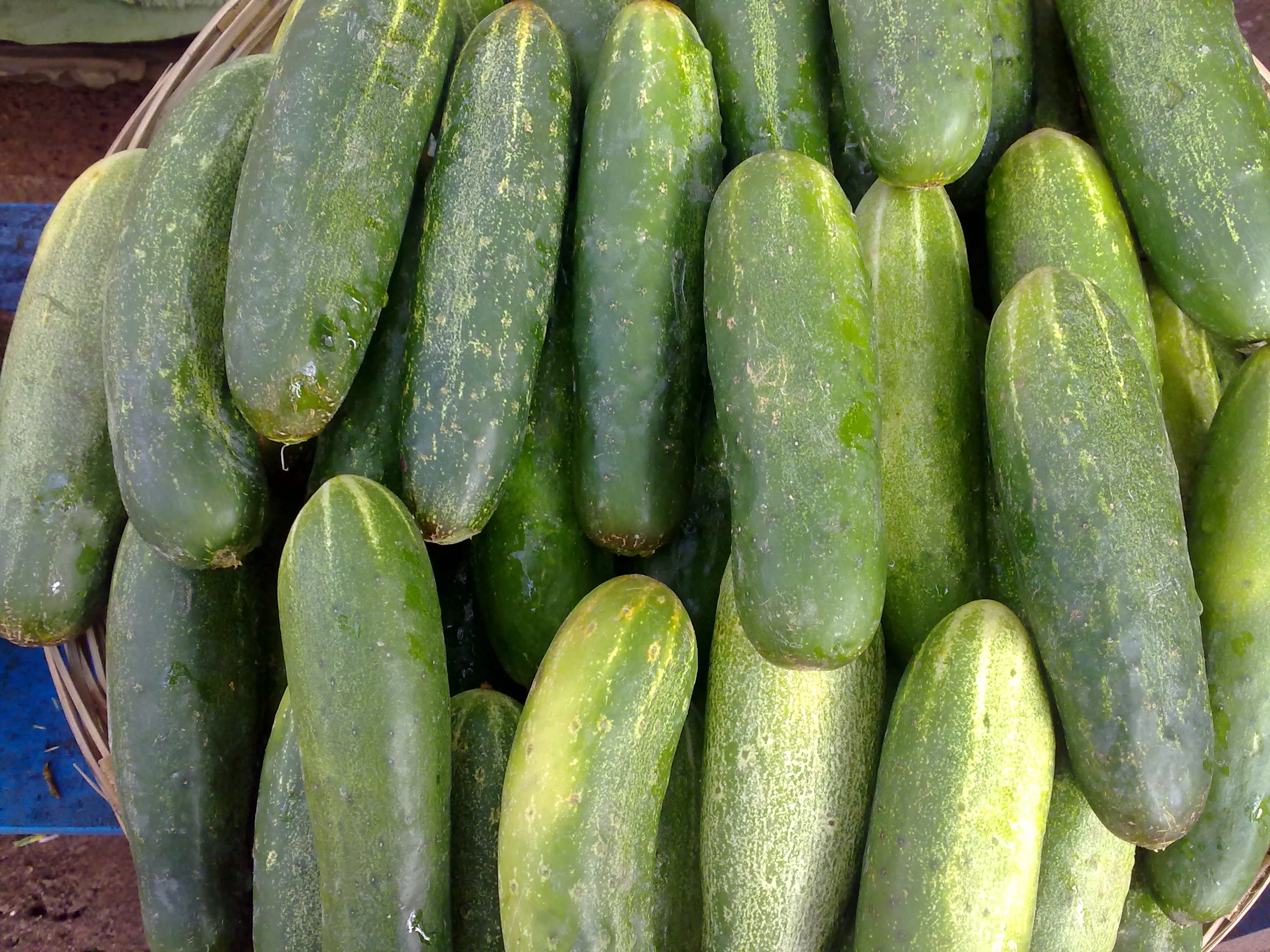 Cucumber Spacemaster Great Heirloom Vegetable by Seed Kingdom 2,000 Seeds