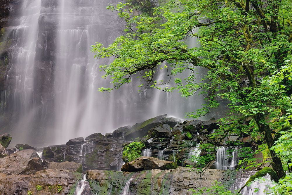 Jones, Adam 14x11 White Modern Wood Framed Museum Art Print Titled - Silver Falls-Golden and Silver Falls State Natural Area-Oregon