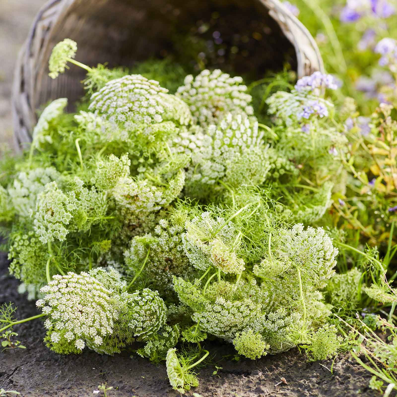 Bishop's Flower Seeds - Green Mist - Packet - Green Flower Seeds,  Open Pollinated Seed  Attracts Bees, Attracts Butterflies, Attracts Pollinators, Easy to Grow & Maintain, Fragrant, Cut Flower Garden