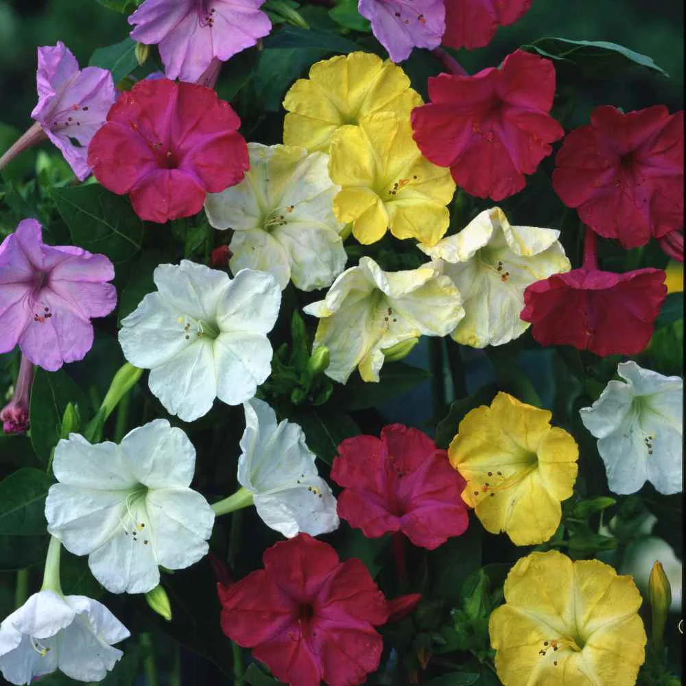 Outsidepride Mirabilis Jalapa Four O'Clock Seed Mix - 1 LB