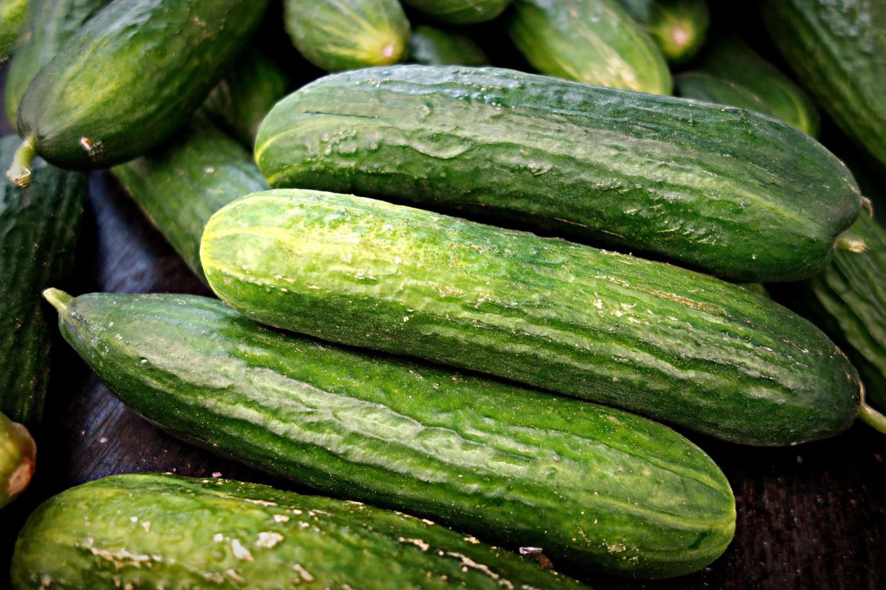 Straight 8 Cucumber Seeds/ Annual/ Full Sun/  3800 Seeds 1/4 LB/ Zellajake Farm and Garden - B32