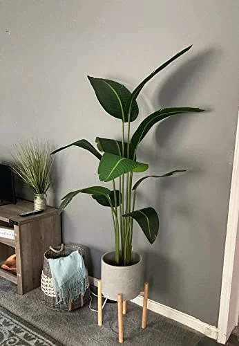 5' Bird of Paradise Plant in Plastic Pot Green (Pack of 2)