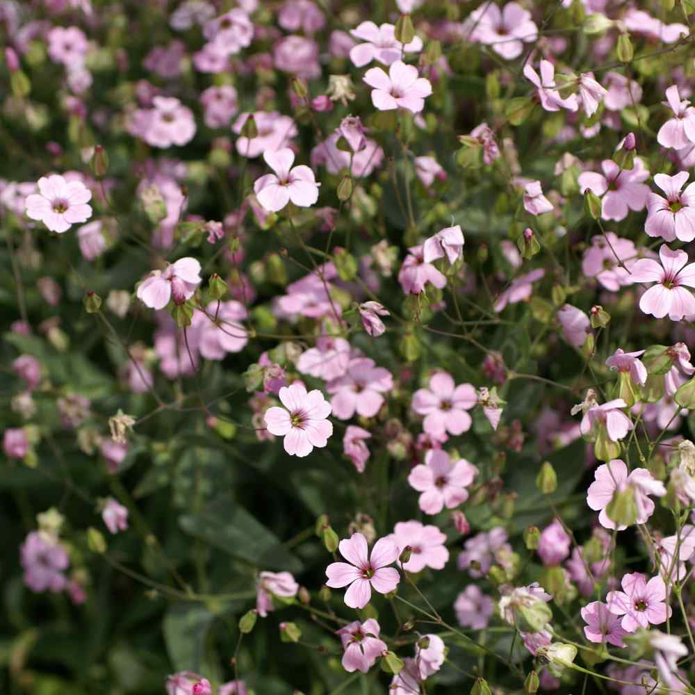 Outsidepride Gypsophila Rosea - 10000 Seeds