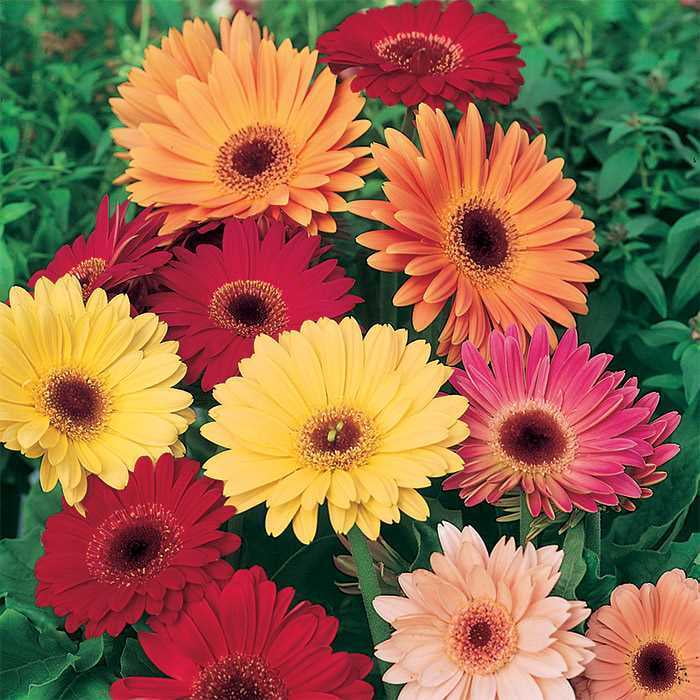 10+ GERBERA CALIFORNIA GIANTS MIX / RARE TALL EXOTIC, FAST FLOWER SEEDS