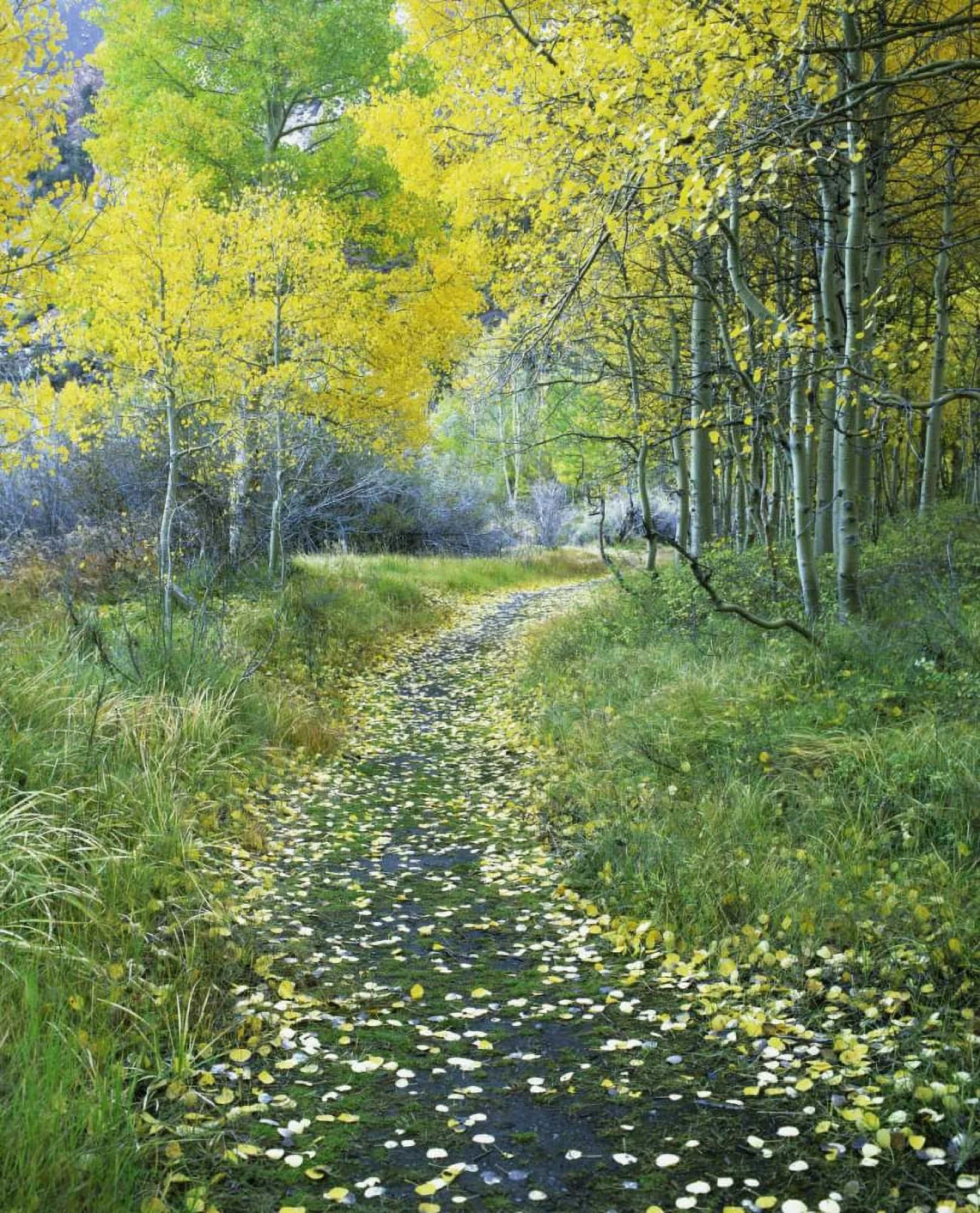 Flaherty, Dennis 15x18 Black Ornate Wood Framed with Double Matting Museum Art Print Titled - CA, Eastern Sierra Leaf-covered path into forest