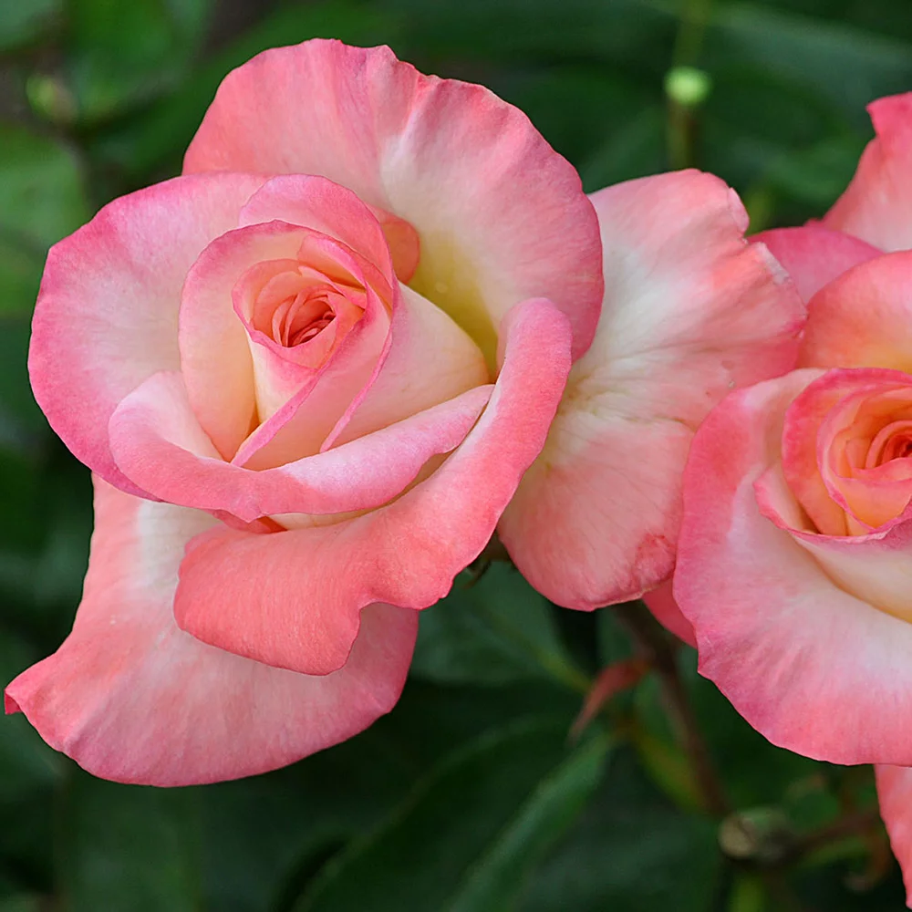 Own-Root One Gallon Gemini™® Hybrid Tea Rose by Heirloom Roses