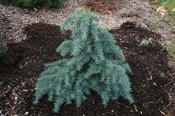 Prostrate Beauty - A Groundcover Himalayan Cedar - 1 Year Live Plant