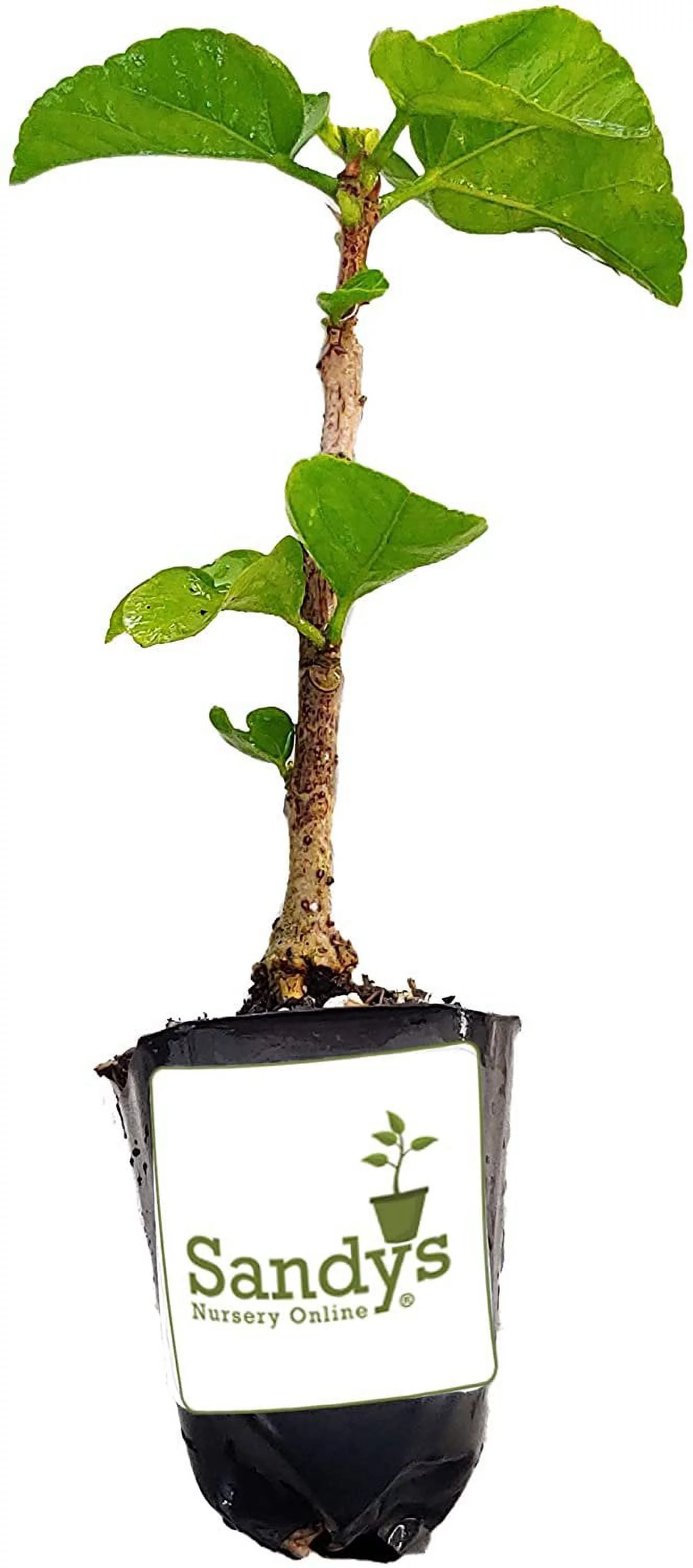 Hibiscus Cajun Color Crown Jellyfish, Starter Plant