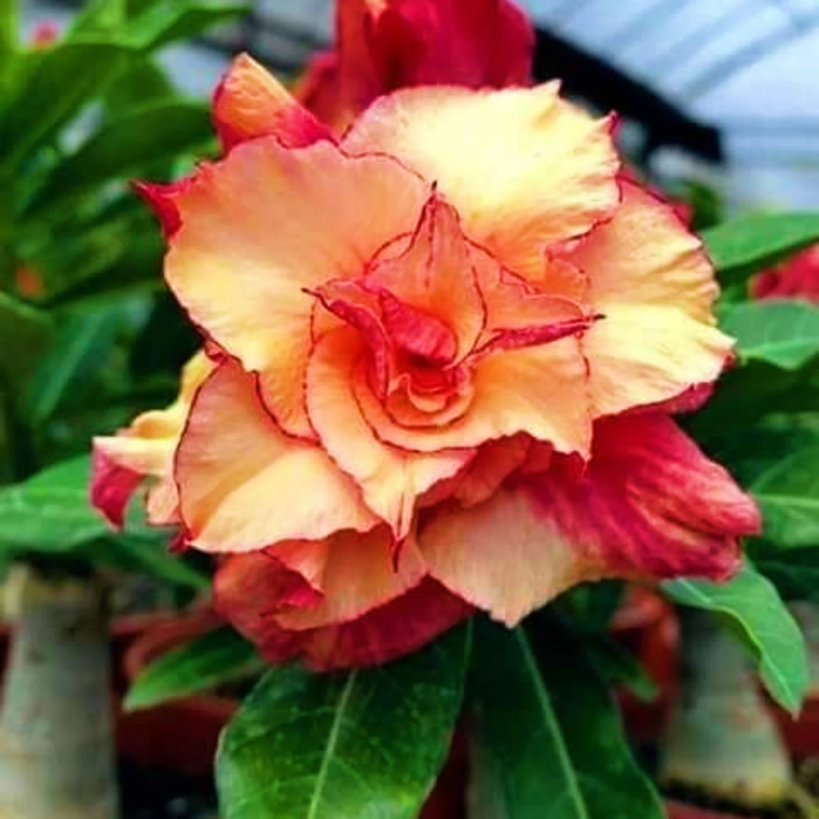 Desert Rose Bulbs For Sale Adenium Desert Rose Bulbs Desert Rose Bulbs Desert Rose Plant Live Large Desert Rose Bulbs Bulk Garden Decoration Bonsai Plant