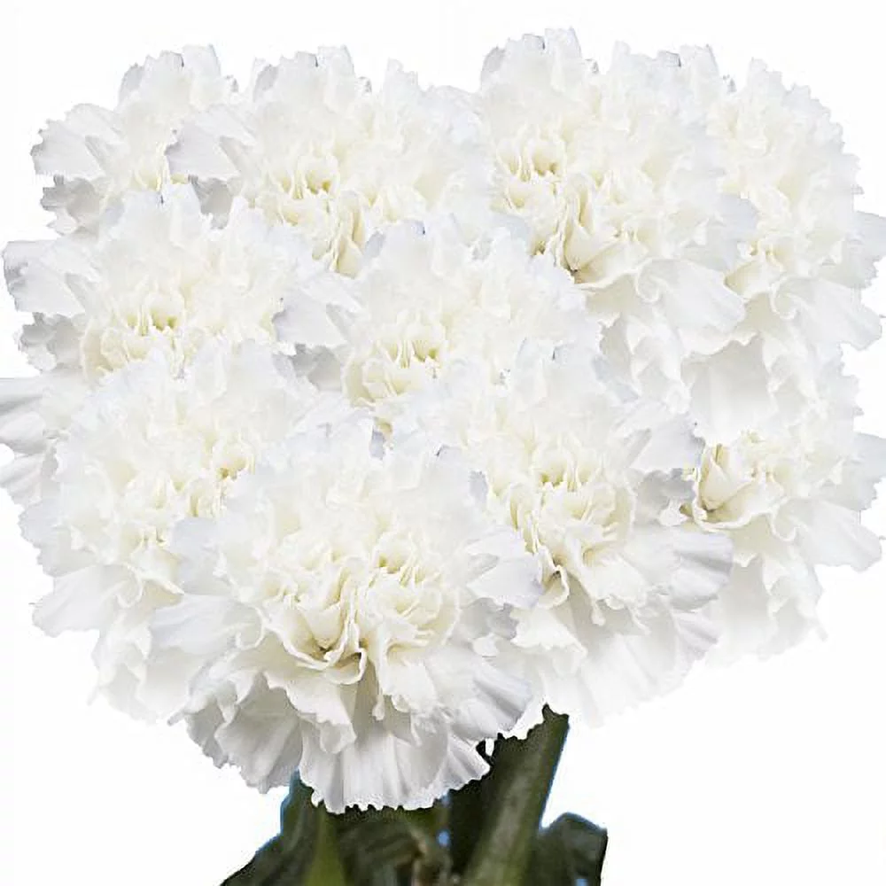 GlobalRose 200 Carnations Yellow