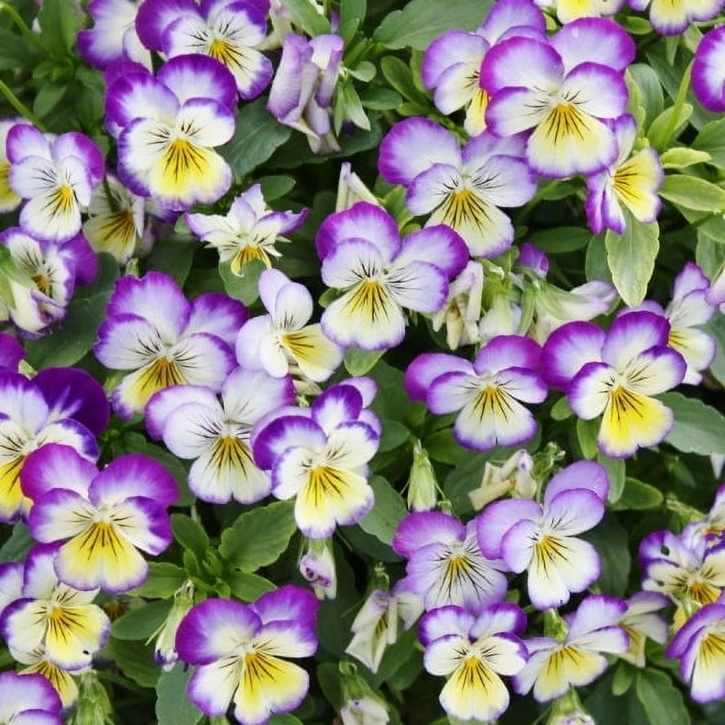 Johnny Jump Up Seeds - 1 Ounce - Purple/Yellow/White Flower Seeds,  Heirloom Seed  Attracts Bees, Attracts Butterflies, Attracts Pollinators, Fragrant, Container Garden