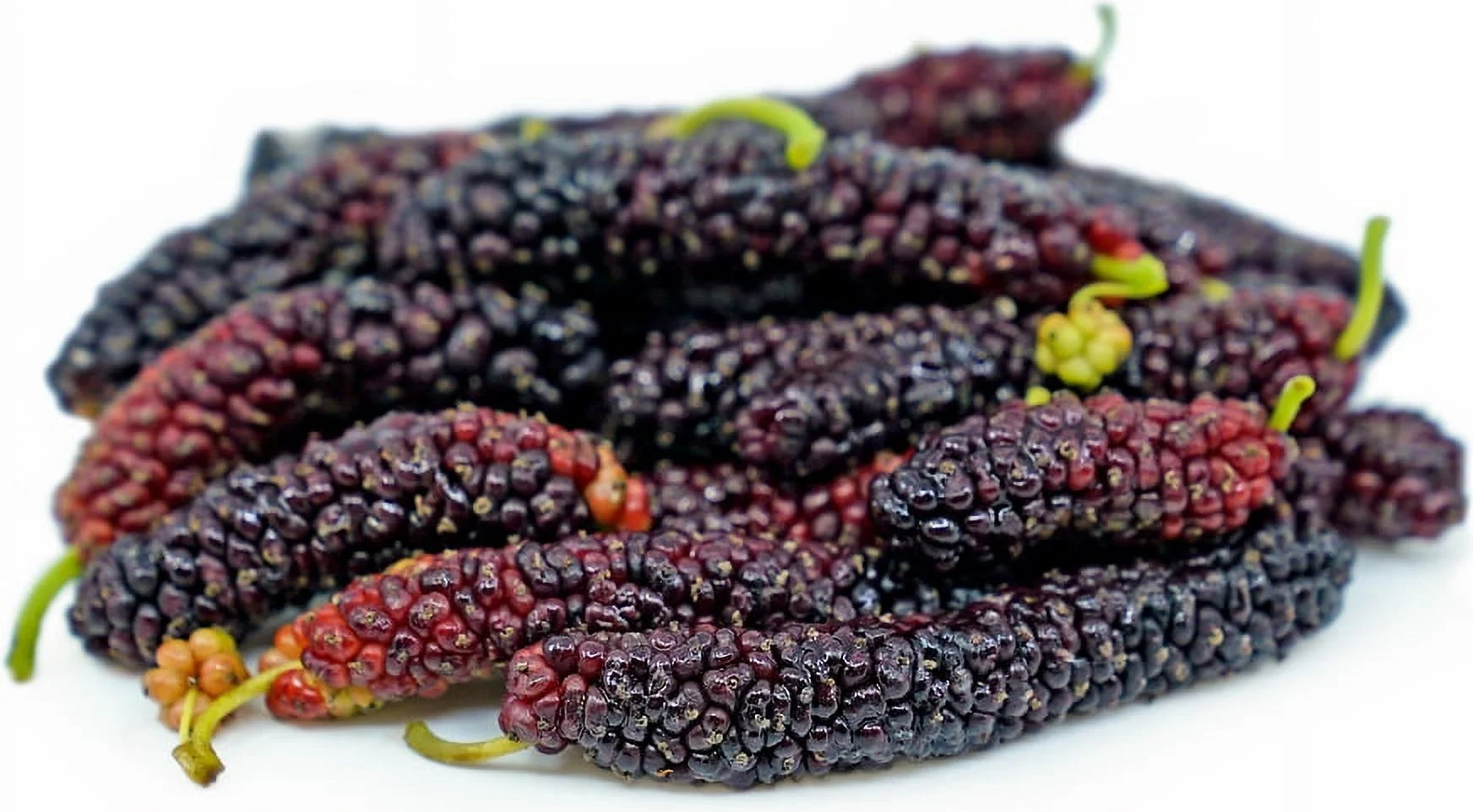Pakistan Long Mulberry Tree - Live PLant - Long Mulberry Tree