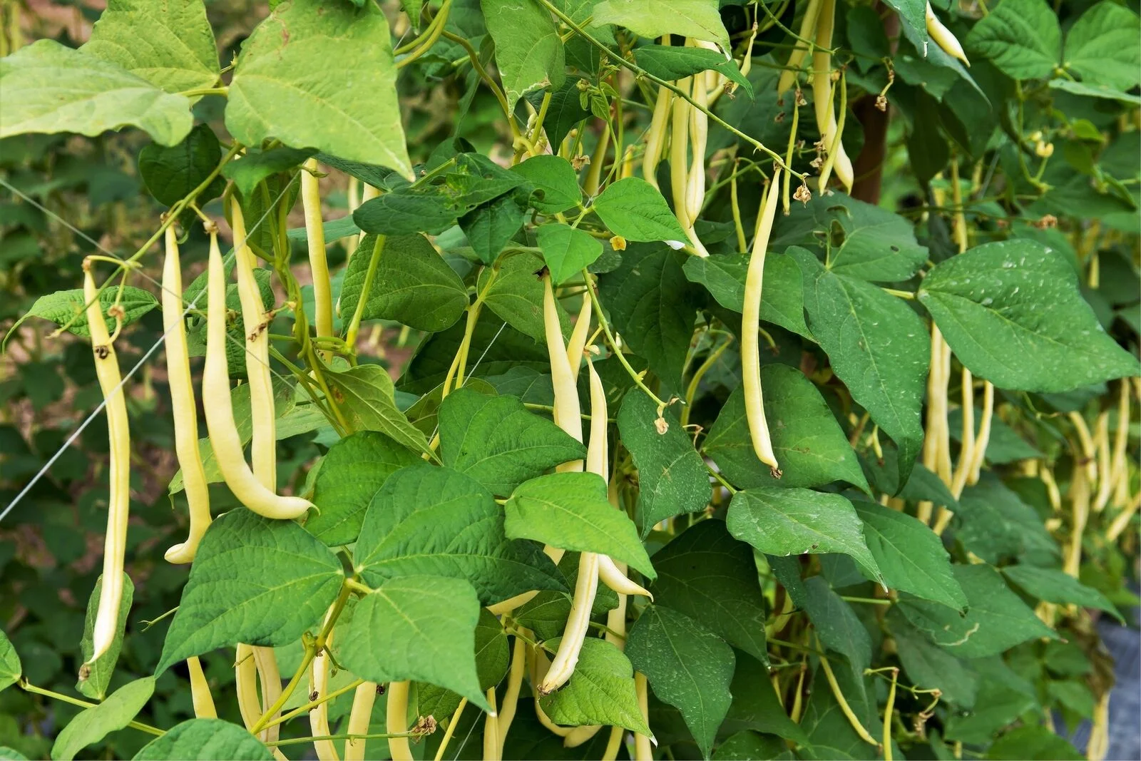 50 Yellow CHEROKEE WAX BEAN Bush AAS Winner Phaseolus Vulgaris Seeds