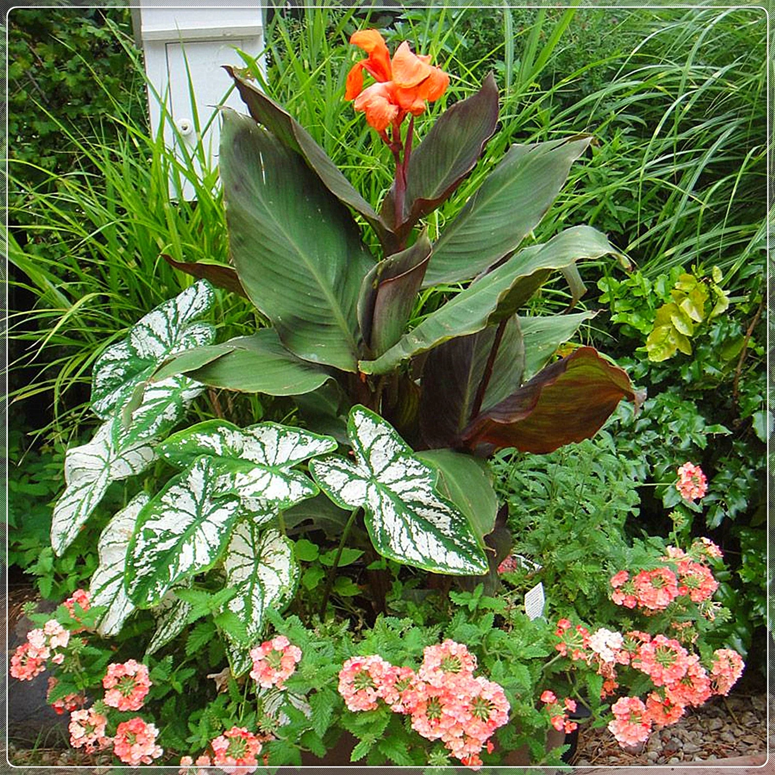 Canna Bulbs, Brightly Colored, Rhizomes, Perennials, Rich, Balcony, Garden，Canna Lily Bulbs，Canna Lily Bulbs Giant，Canna Lily Roots ，Canna Bulbs For Sale