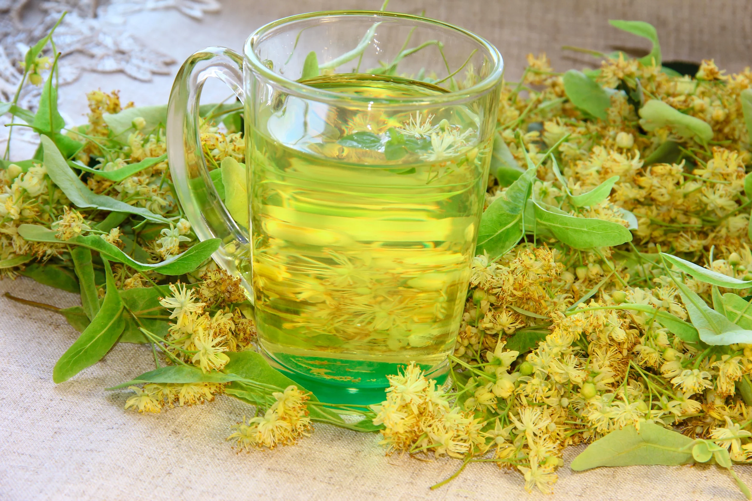 Earthcare Seeds - Goldenrod Showy 1000 Seeds (Solidago Speciosa) Heirloom - Open Pollinated