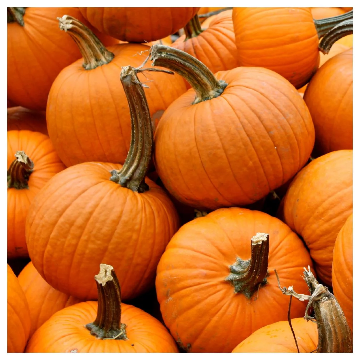 Everwilde Farms - 1/4 lb Small Sugar Pumpkin Seeds - Gold Vault Bulk Seed Packet