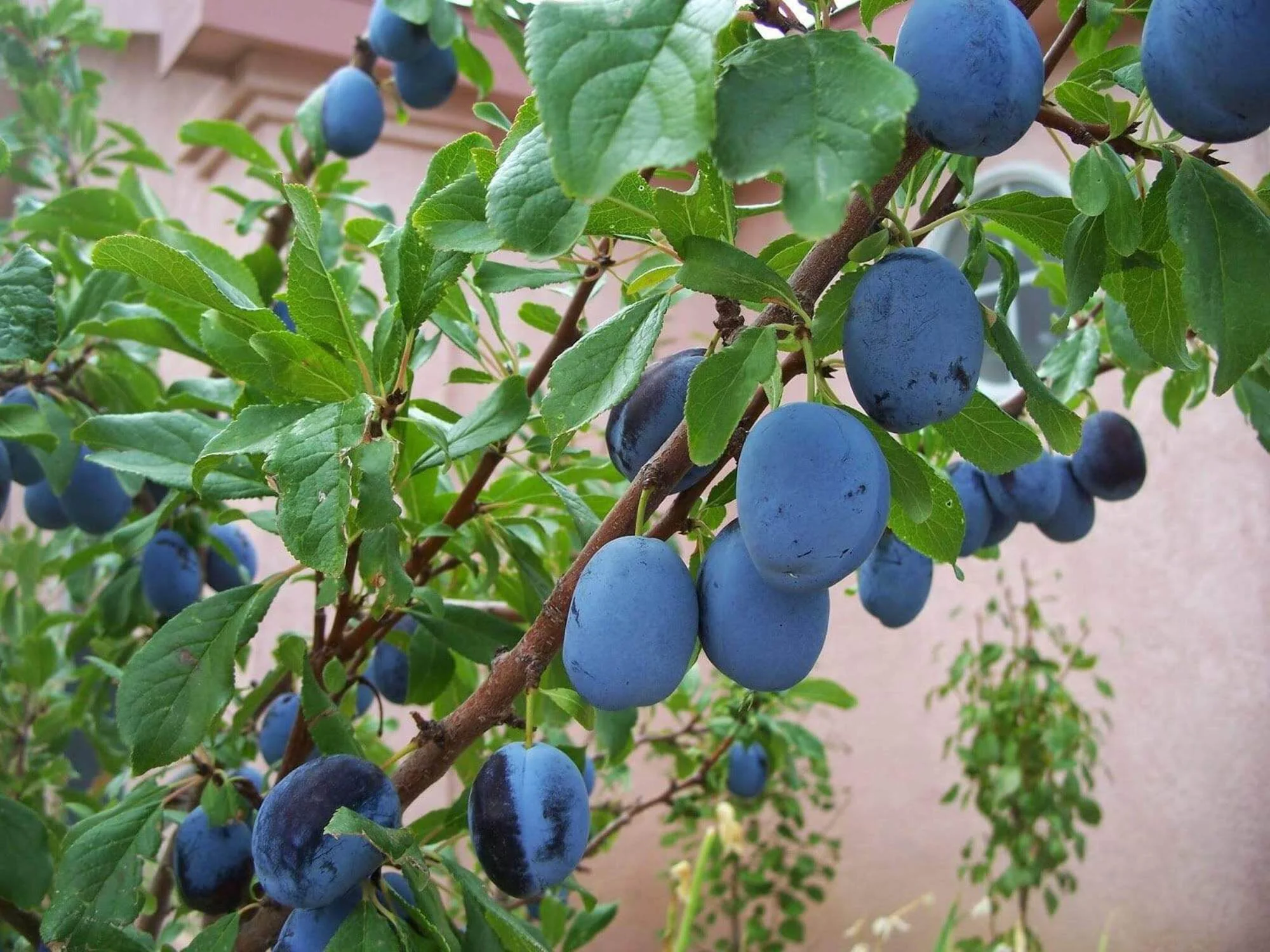 Stanley Plum tree seedling 18-24 inches tall