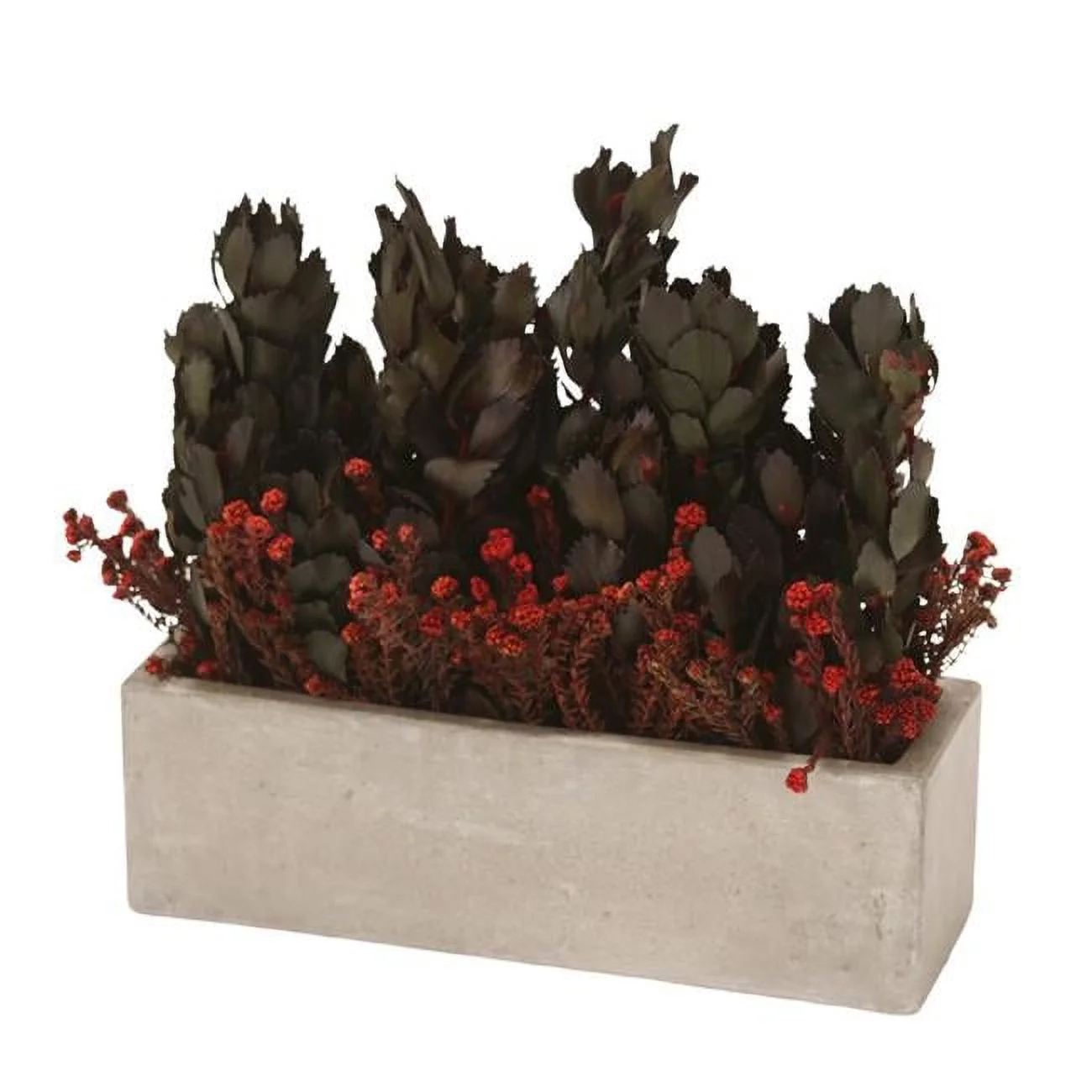 Disttive Designs 20029 Unisex Winter Eye Young Merlot with Cotton Phylica in Window Concrete Planter - Green