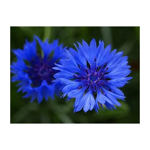 Centaurea Bachelors Button Blue Boy Nice Garden Flower by Seed Kingdom 1 Oz Seeds