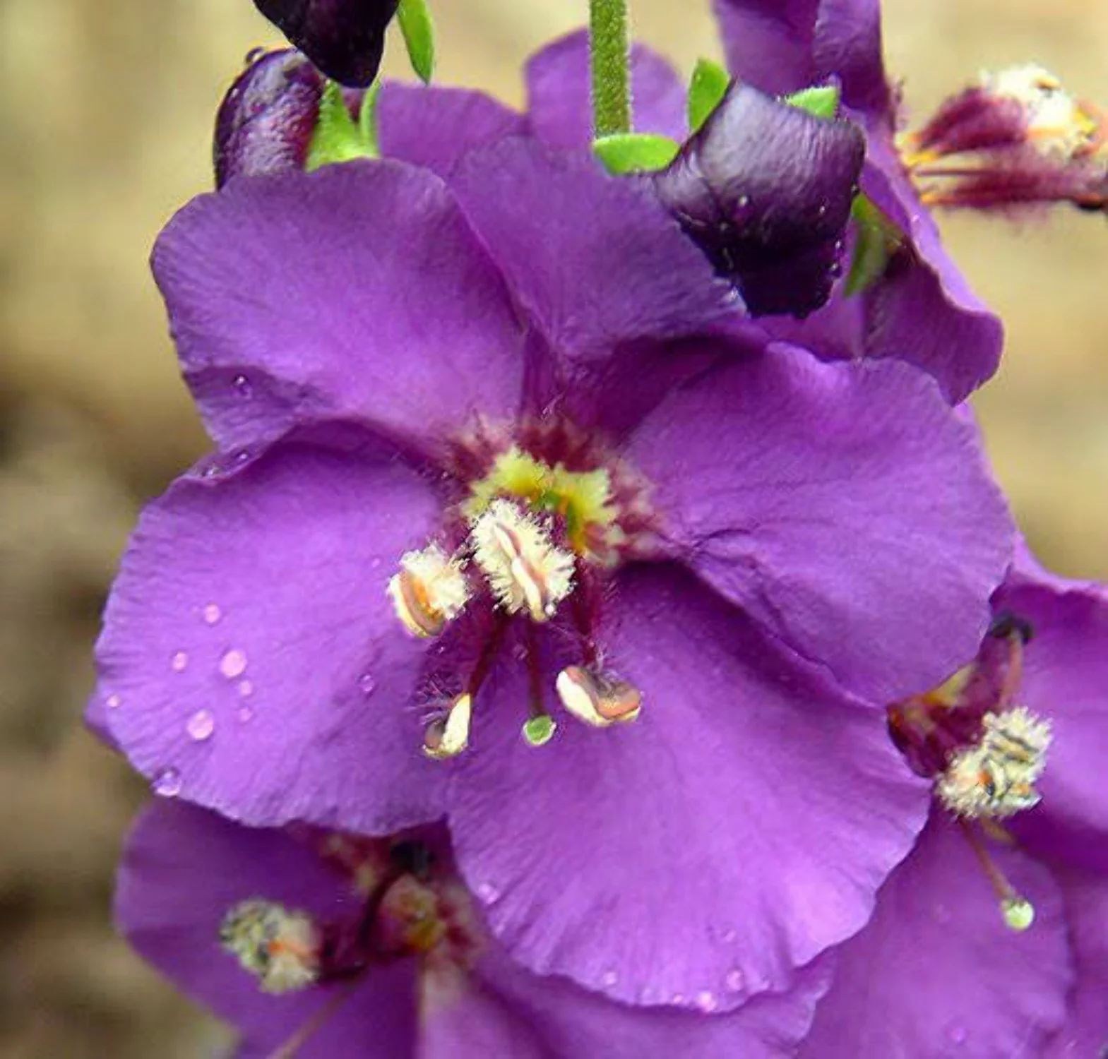 50 VIOLETTA VERBASCUM Phoeniceum Purple Mullein Nectar Flower Seeds