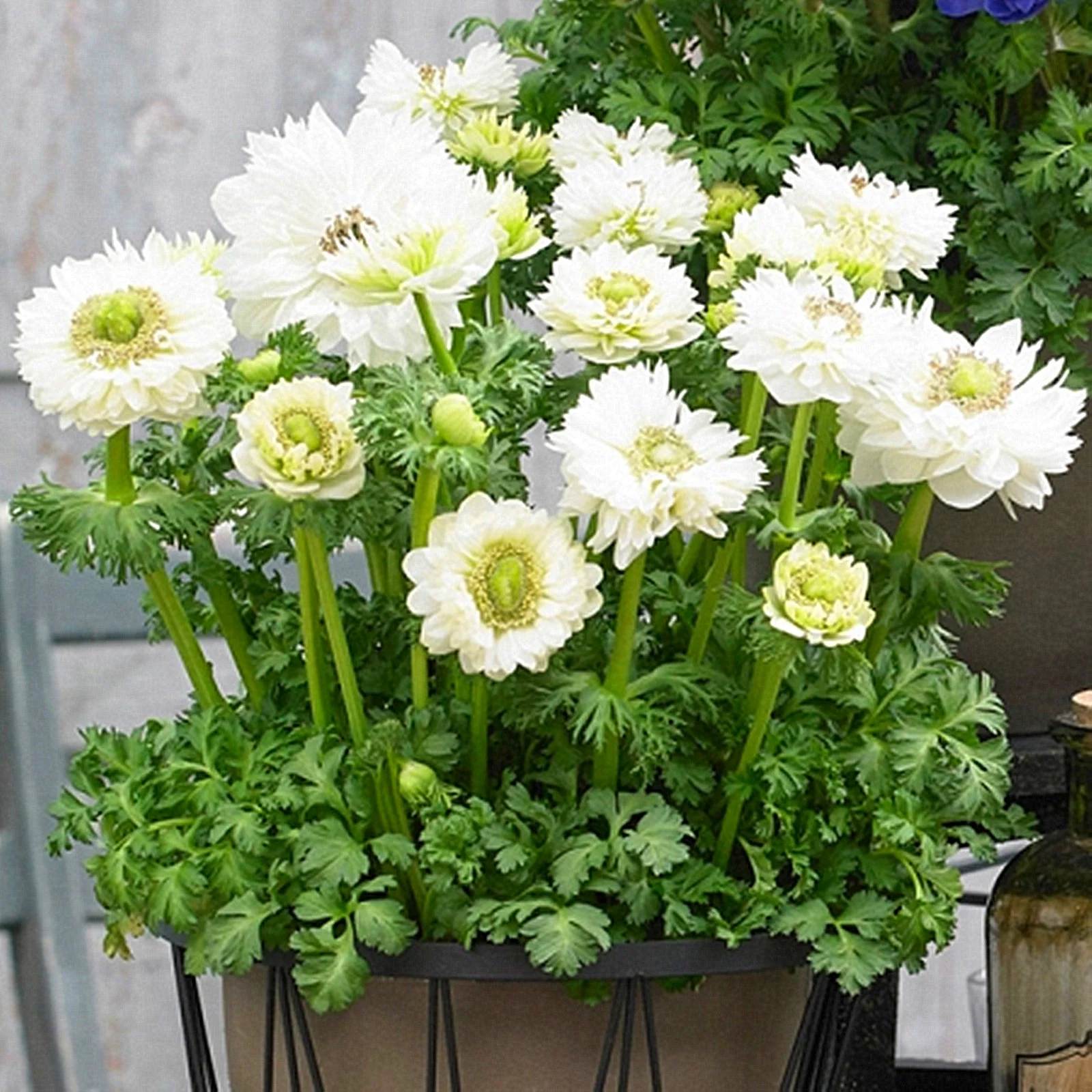 Anemone Bulbs, Flowers For All Seasons, Garden Bulbs,Many Flowers,Perennials,  Interior DecorationAnemone Bulbs For Sale