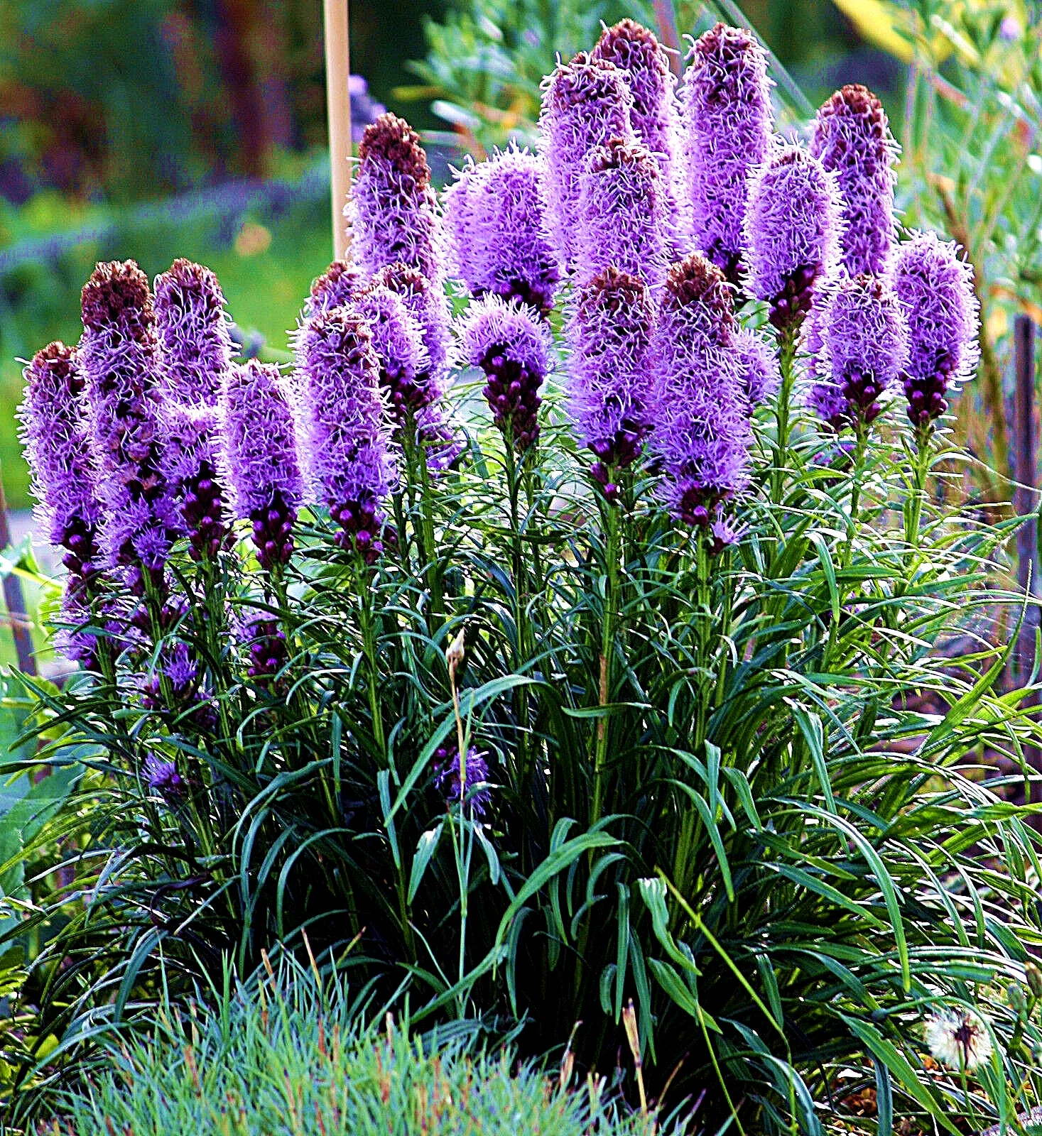 Liatris Spicata Bulbs, Cattails, Moisture-Tolerant,Perennials, Flower Bulbs,Outdoor Gardens,Bonsai,Liatris Plants, Herbs And Flowers,Liatris Spicata Bulbs For Sale