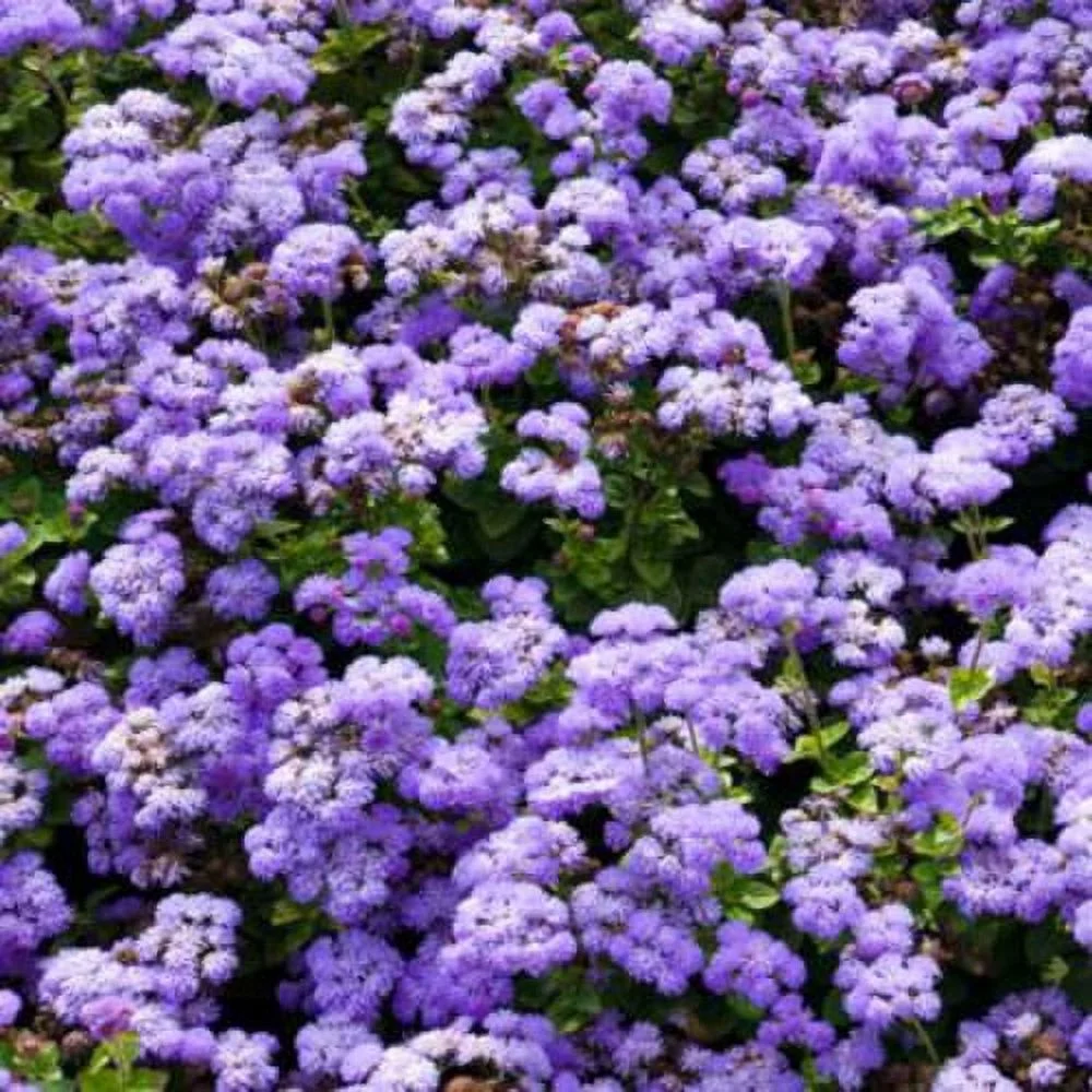 Outsidepride Ageratum Mexicanum Blue Flower Seed - 10000 Seeds