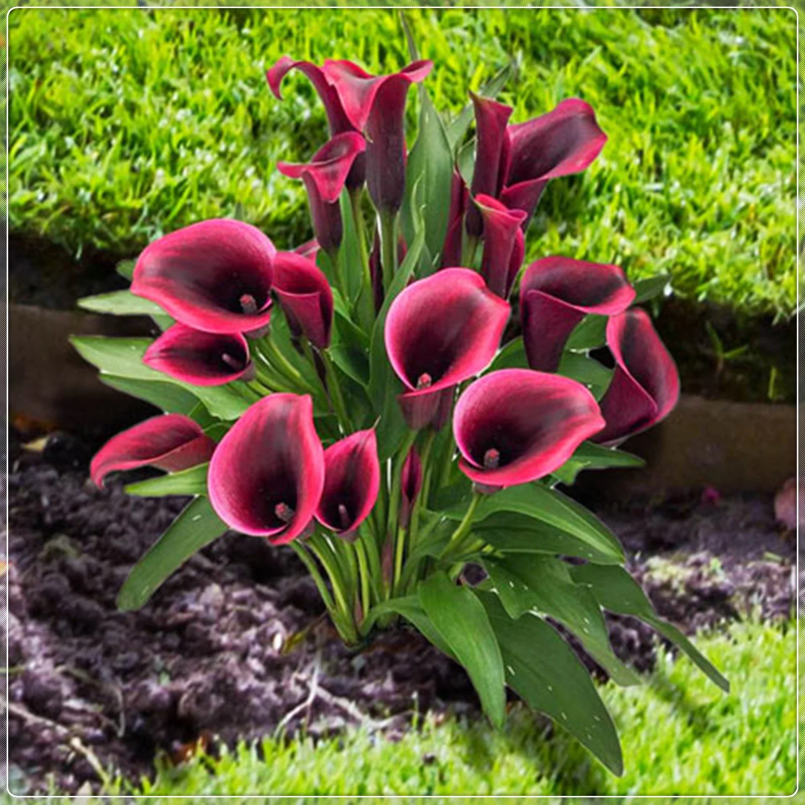 Calla Lily Bulbs, Calla Lily Bulbs Giant,Calla Lily Plant Perinial,Calla Lily Plants,Bulb Flowers,Calla Lily Bulbs Giant,Calla Lily Bulbs For Sale