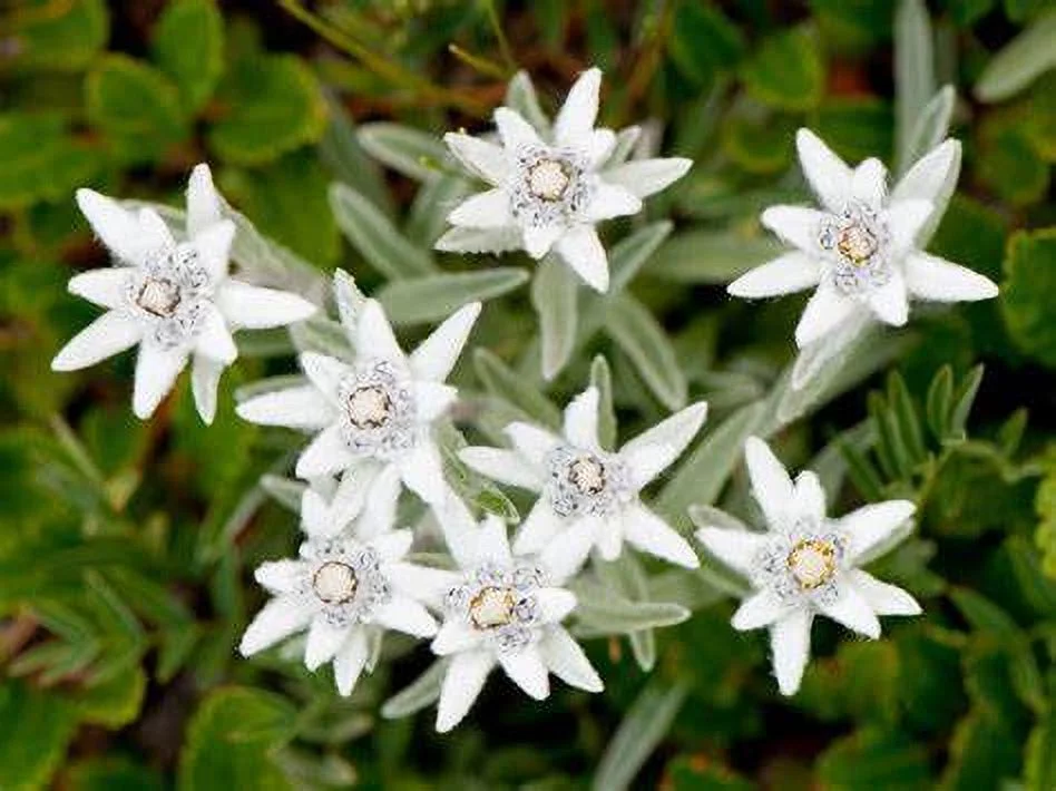 Edelweiss 100 Seeds - Leontopodium alpinum - Plant the Sound of Music