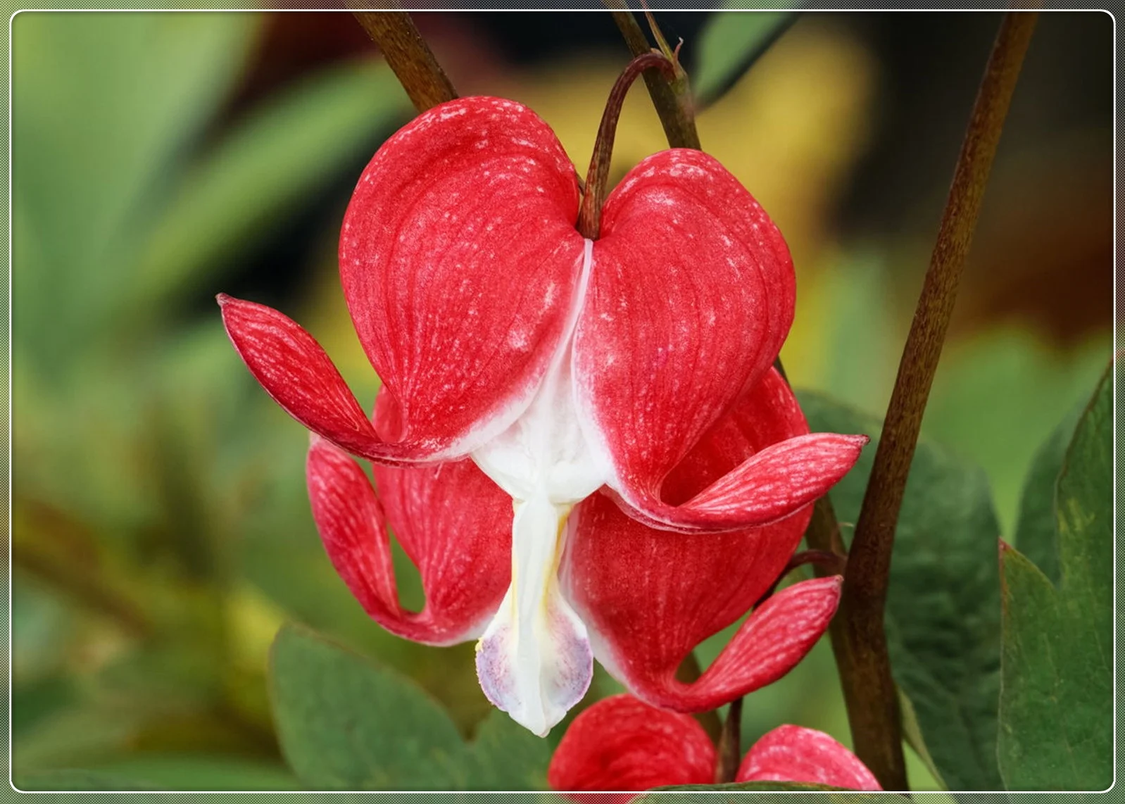 Bleeding Hearts Bulb, Bleeding Heart, Love, Water Drop , Ornamental, Potted, Decorative, Bleeding Hearts Flowers，Bleeding Hearts Bulb For Sale