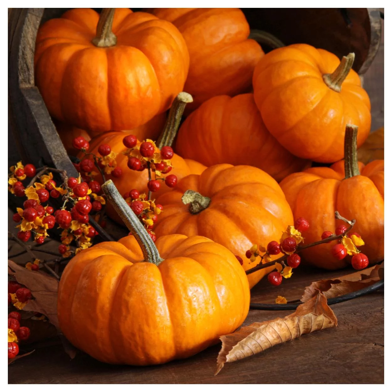 Everwilde Farms - 20 Jack Be Little Pumpkin Seeds - Gold Vault Jumbo Bulk Seed Packet