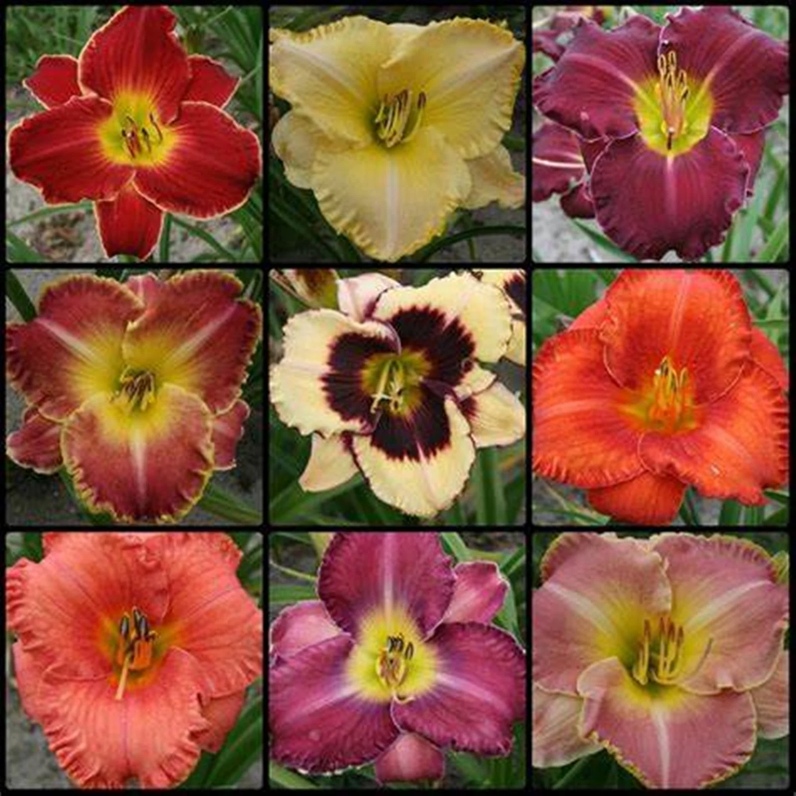 Daylily Bulbs, Large Flowers, Cold-Resistant, Hemerocallis Fulva, Vigorous Vitality, Perennial Bulb Plants Seasonal Flowers, Gardens, Flower Pots,Daylily Roots,Daylily Plant, Bloom Multiple Times,