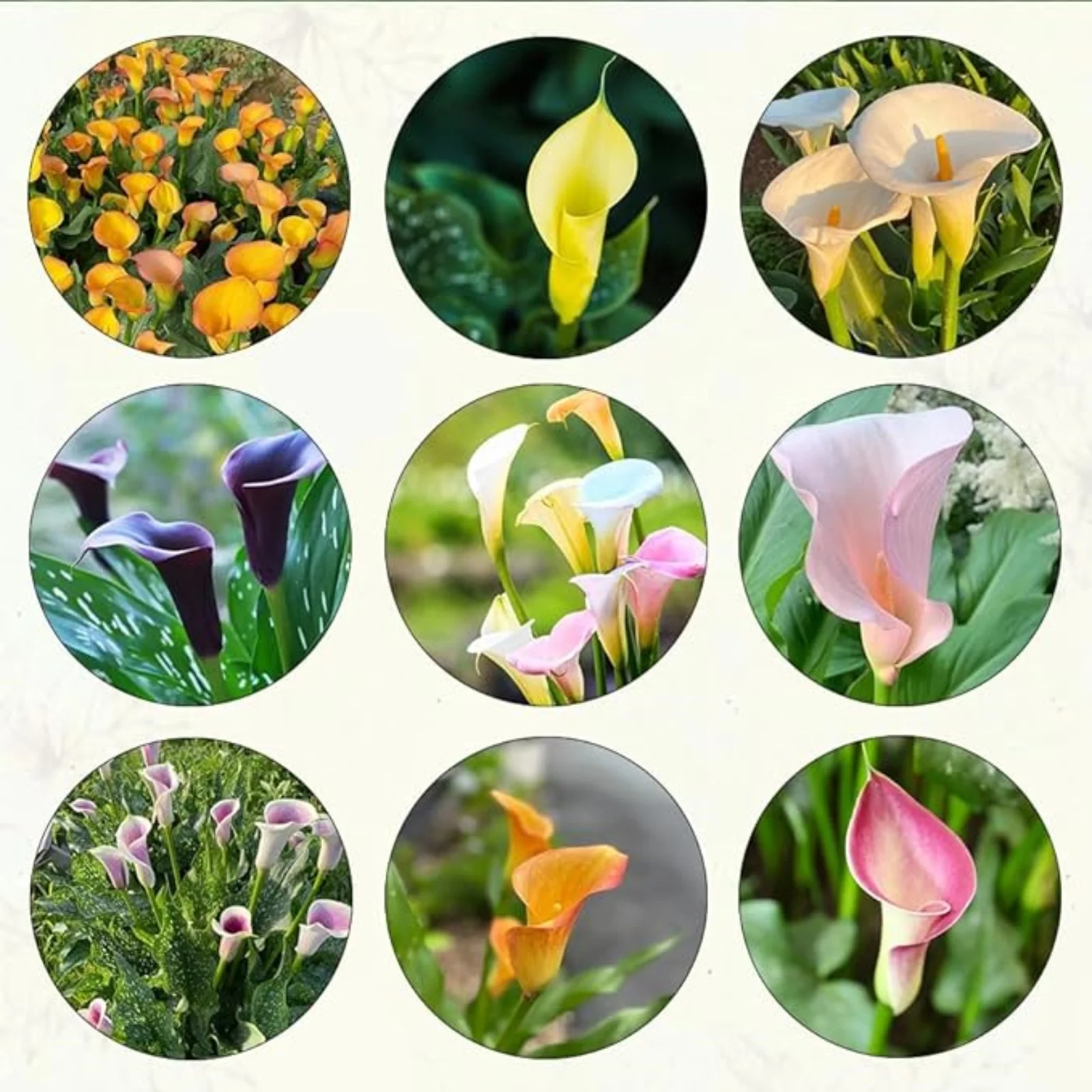 Calla Lily Bulbs,Calla Lily Plants,Professional Planting,Calla Lilies Bulbs For Planting,Calla Lily Plants Live In Pot,Calla Lily Bulbs For Sale.