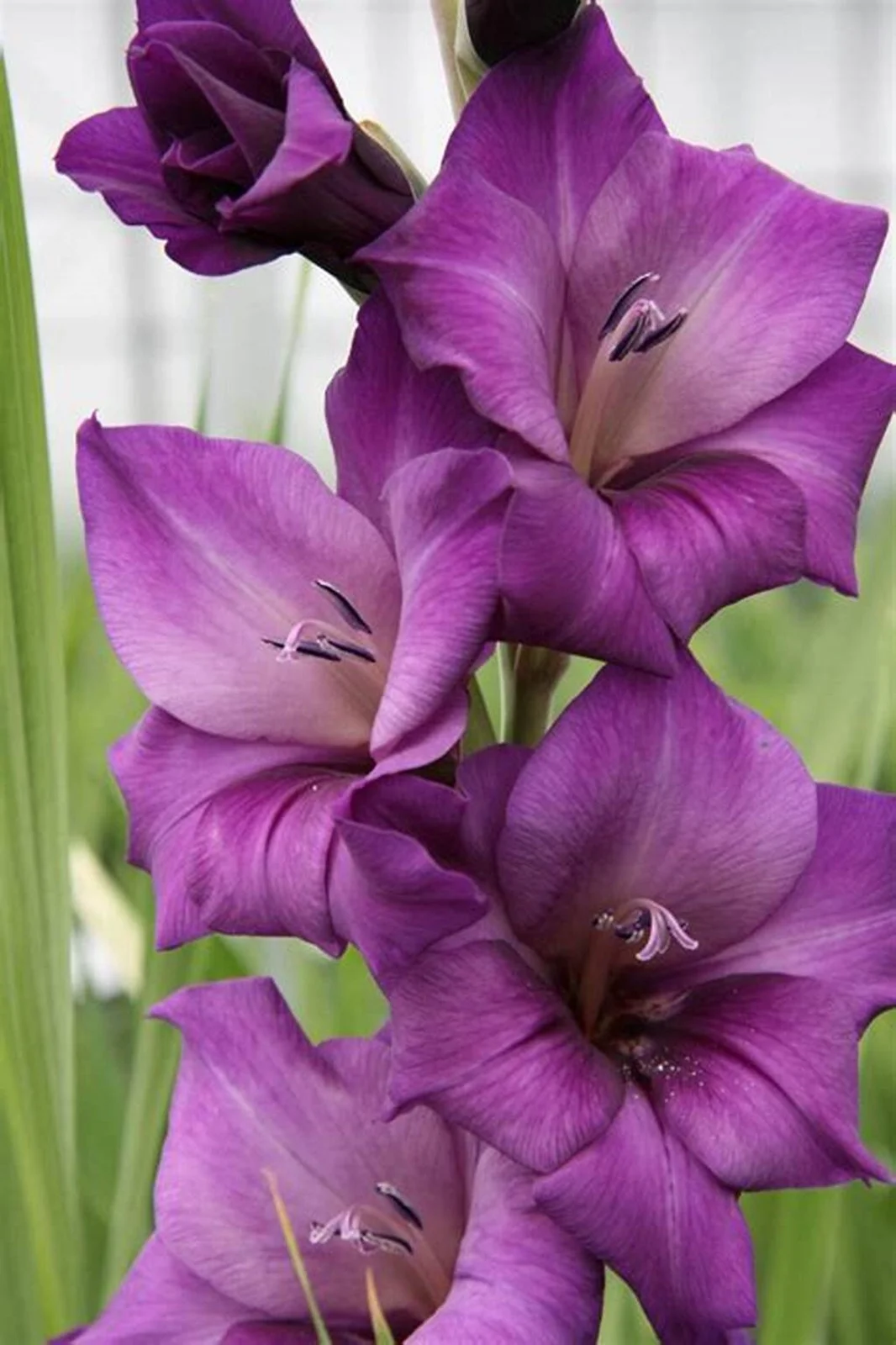 Gladiolus Bulbs, Cold And Drought Tolerant, Gladiolus Flower Bulbs,Easy To Care For, Gardening Enthusiasts, Gladiolus, Gladiolus Plant,Require Little Water,Cold Tolerant Plants, Gladiolus Flower Bulbs