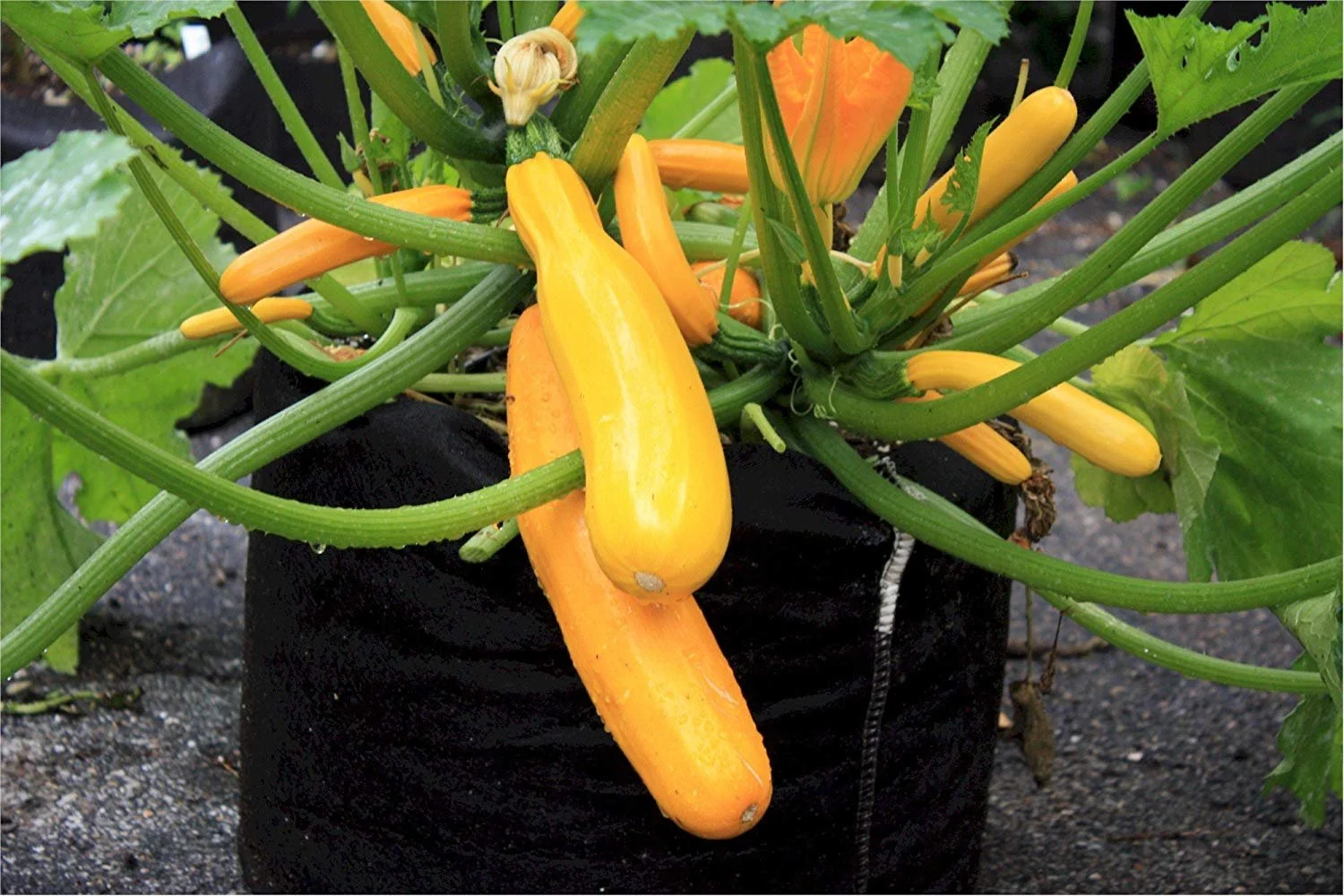 SMART POT 15 Gallon Fabric Grow Bag - Natural