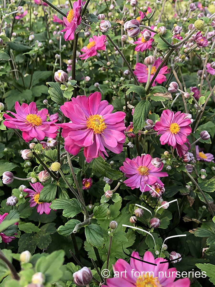 Pamina Anemone Perennial - Rose Pink Blooms - Gallon Pot